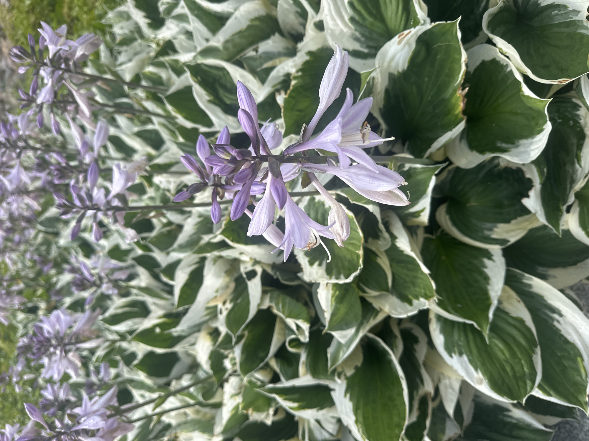 The image shows a close-up view of a cluster of hosta plants with variegated green and white leaves and pale purple flower stalks. The flowers are bell-shaped and arranged in racemes. The plants appear to be growing outdoors in a garden setting. The background is blurred, but suggests a natural environment with some greenery. There are no people or animals visible in the image. The scene is lit by natural daylight, casting soft shadows on the leaves and flowers. The image does not provide any specific location information within Pruszcz Gdański, Poland.