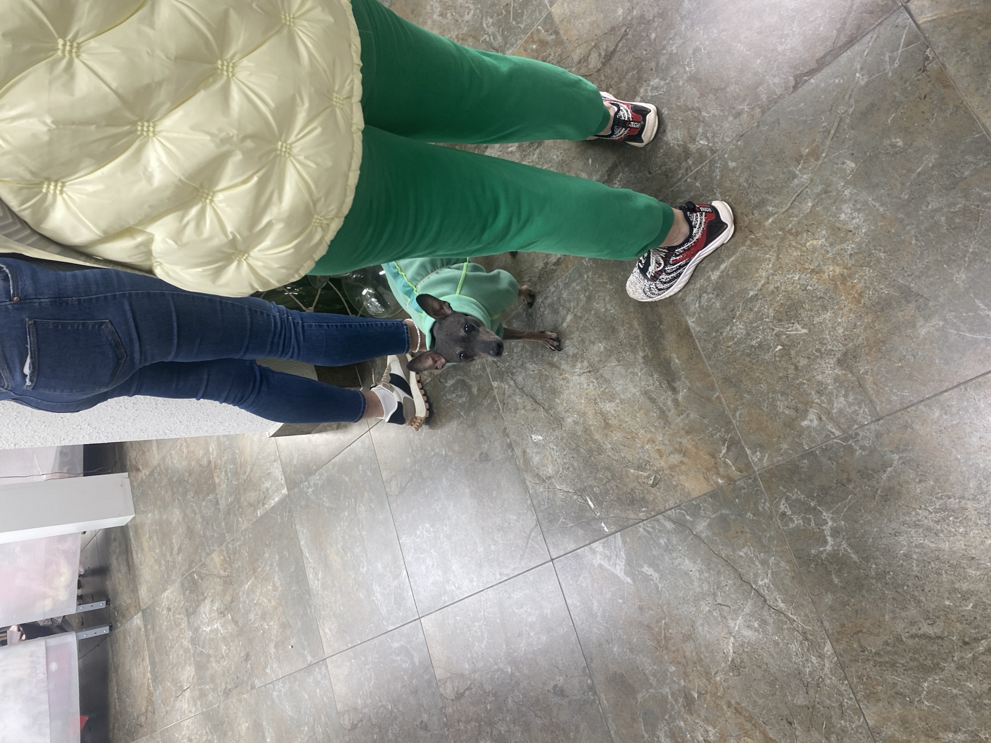 The scene depicts an indoor setting, specifically within a store or commercial space, likely in Yekaterinburg, Russia. The flooring consists of large, rectangular grey-brown tiles with a marble-like pattern. There are two people standing, and a dog.
The first person wears a light yellow quilted jacket, bright green sweatpants, and sneakers with a white sole and red/black details. The second person is wearing dark wash jeans.
A small, gray, hairless dog wearing a light green fleece jacket stands between the two people's legs.
To the lower left is the visible corner of what appears to be white retail shelving.