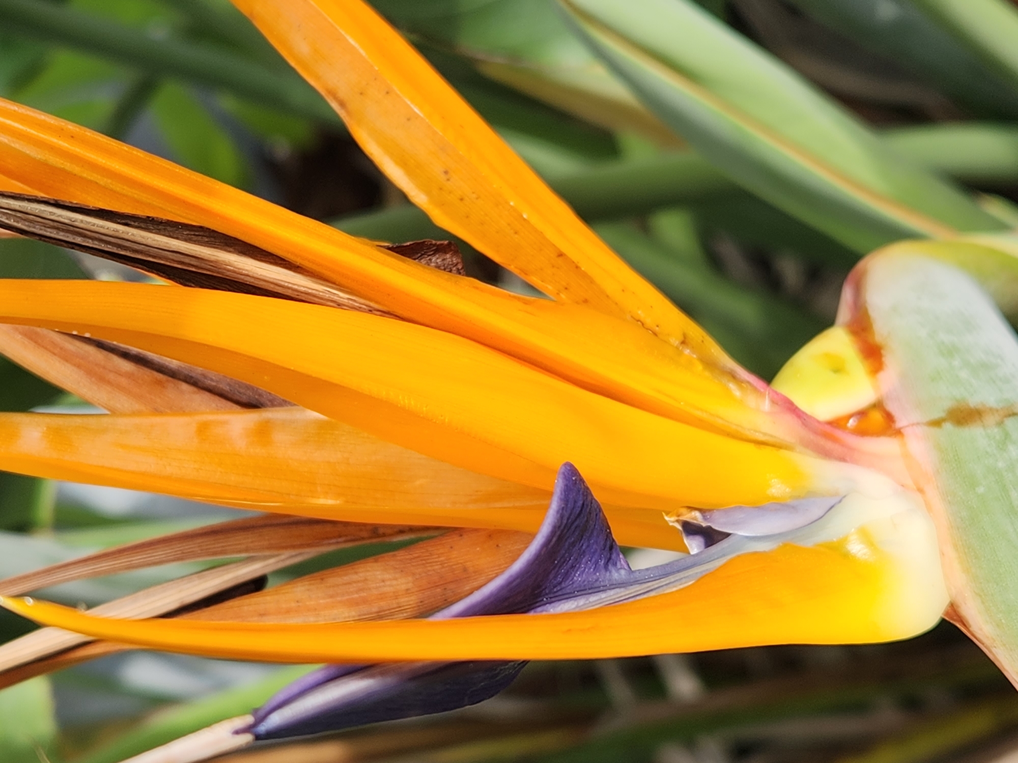 The image is a close-up shot of a Strelitzia reginae, commonly known as a bird of paradise flower. The flower's vibrant orange sepals and purple petals are the focal point, with some brown, dried leaves and green foliage in the background. The photograph appears to be taken outdoors in natural light. There are no people or animals visible in the image. The scene is a botanical subject. The exact location in Altamonte Springs, United States of America, is not discernible from the image itself.