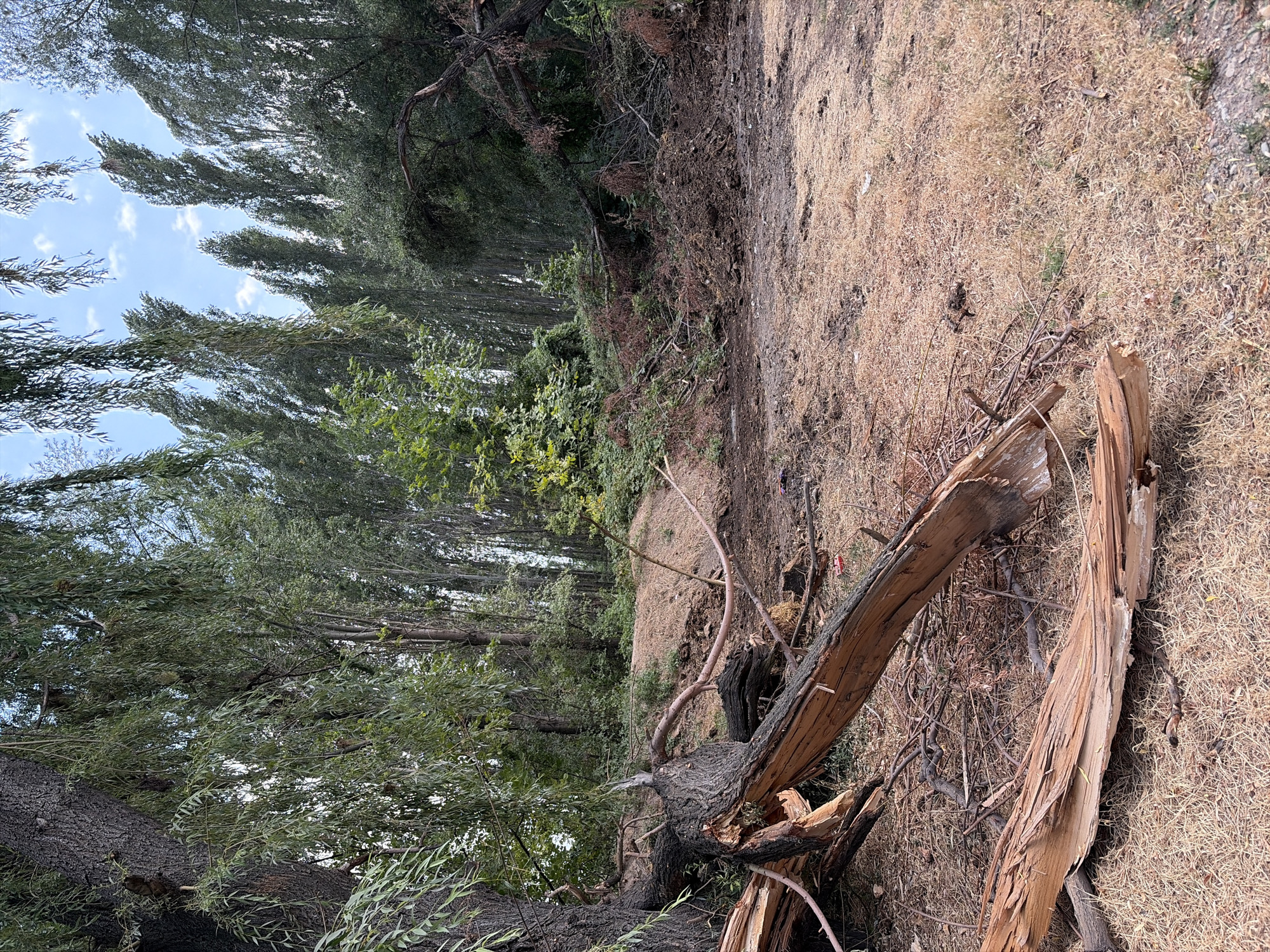 The image depicts a scene of a forest or wooded area in Novopokrovka, Kyrgyzstan, that has experienced significant tree damage, likely from a storm. In the foreground, a large tree trunk is broken, with splintered wood fragments scattered on the ground. The surrounding area is covered in dry grass and fallen branches. In the background, numerous trees are leaning, with some appearing to be uprooted or broken. The foliage of the trees is dense and green, suggesting it is a temperate climate. The sky is visible in patches, showing a blue sky with scattered white clouds. The overall impression is one of natural destruction.