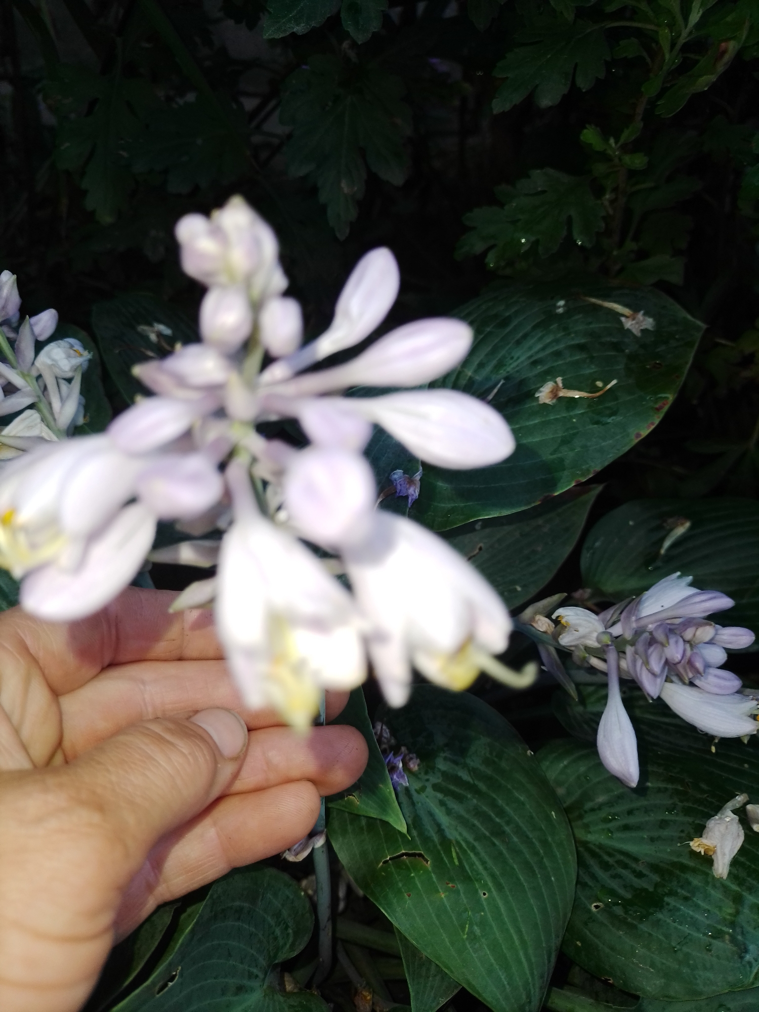 A hand is holding a cluster of light purple and white hosta flowers. The flowers are delicate and bell-shaped, with some appearing closed and others partially open. The hand is positioned in the lower left quadrant of the image, with its fingers gently supporting the flower stems. The background is filled with large, dark green hosta leaves, some of which have visible veins and a slightly glossy texture. The lighting is dim, suggesting it might be early morning, late evening, or a shaded area. The overall scene is one of natural beauty and tranquility, with the hand suggesting a gentle interaction with the plant.