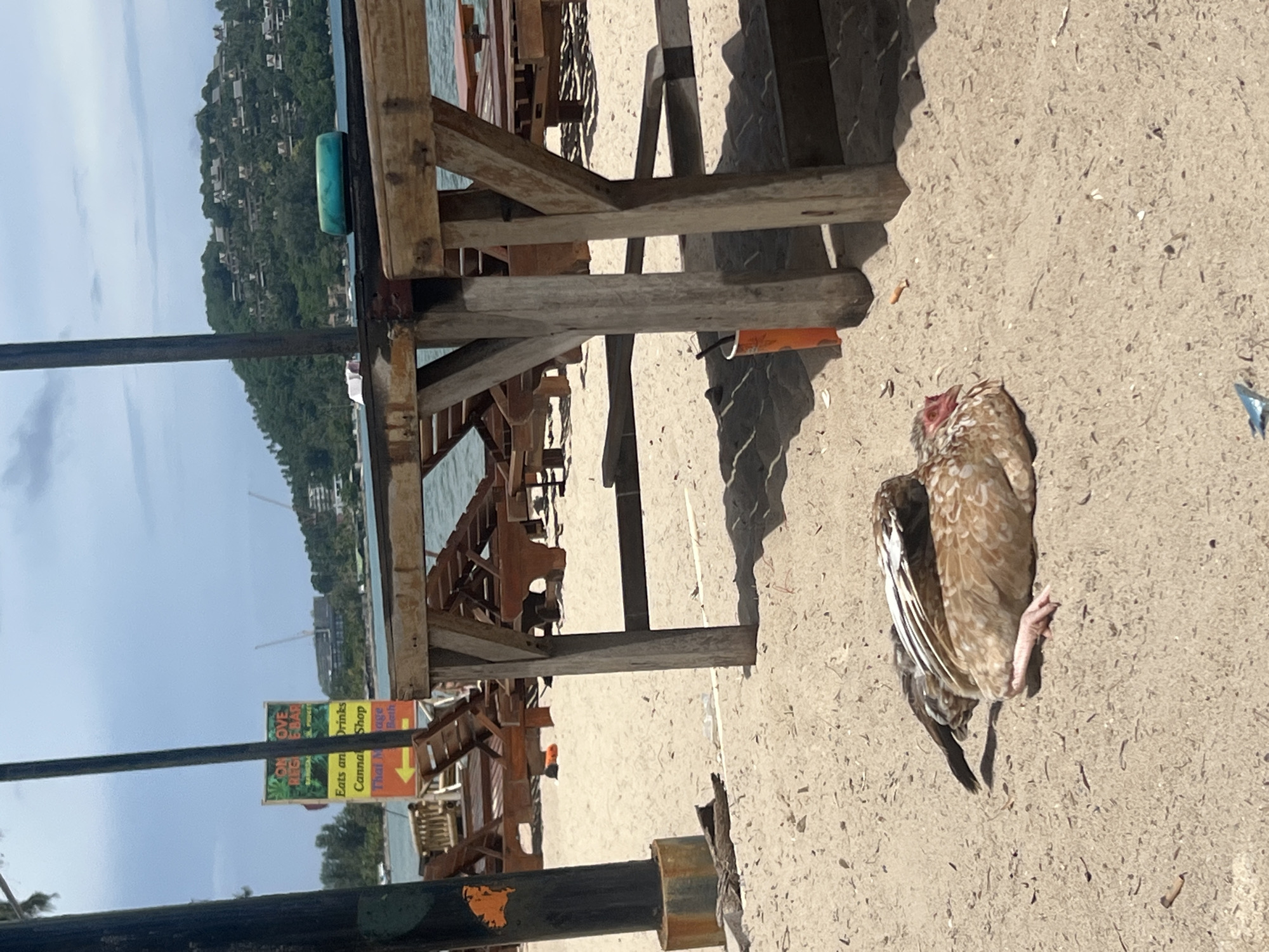 A live chicken lies on the sandy shore of a beach in Choeng Thale, Thailand, near a wooden structure and beach chairs. The chicken is mostly facing away from the camera, with its wings partially covering its body. Its head is turned to the left, revealing its face. In the background, the turquoise water of the ocean is visible, with a lush green hillside dotted with buildings on the horizon. A sign that reads "ON LOVE REG B BAR" and "Eats and Drinks Canna Shop" is also visible. The scene is illuminated by bright sunlight, casting shadows on the sand.