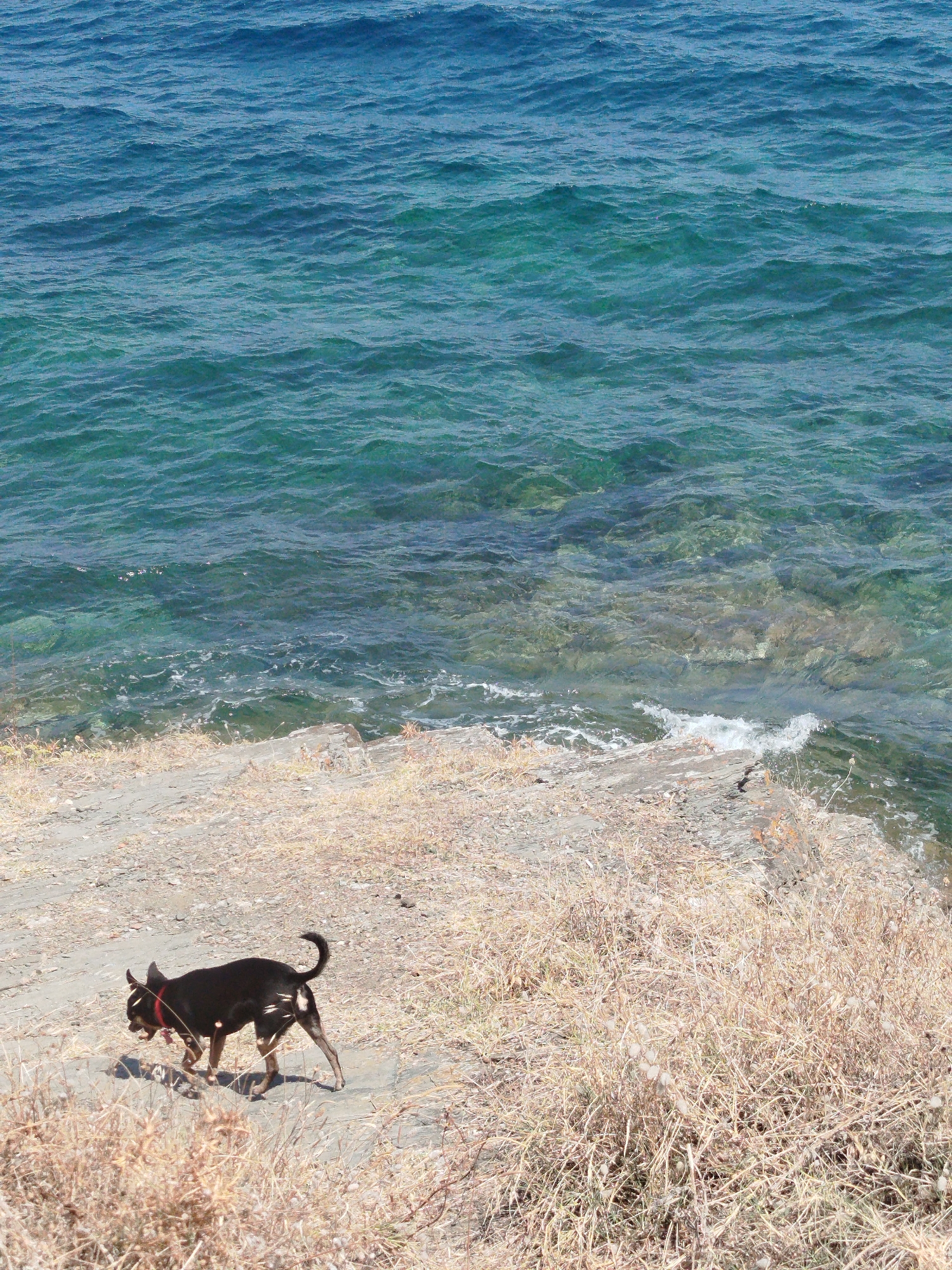 A small, black dog with a red collar walks on a rocky, sparsely vegetated shoreline next to the clear turquoise waters of the Aegean Sea. The dog is facing left, its head down as if sniffing the ground. The water is calm with gentle ripples, and the rocky bottom is visible in shallower areas. The shoreline is composed of light-colored sand and small stones, with dry, straw-colored grass growing in patches. The background is dominated by the sea, which transitions from a lighter turquoise near the shore to a deeper blue further out. The location appears to be a coastal area in Sithonia Municipal Unit, Greece, likely a natural or semi-natural beach environment.