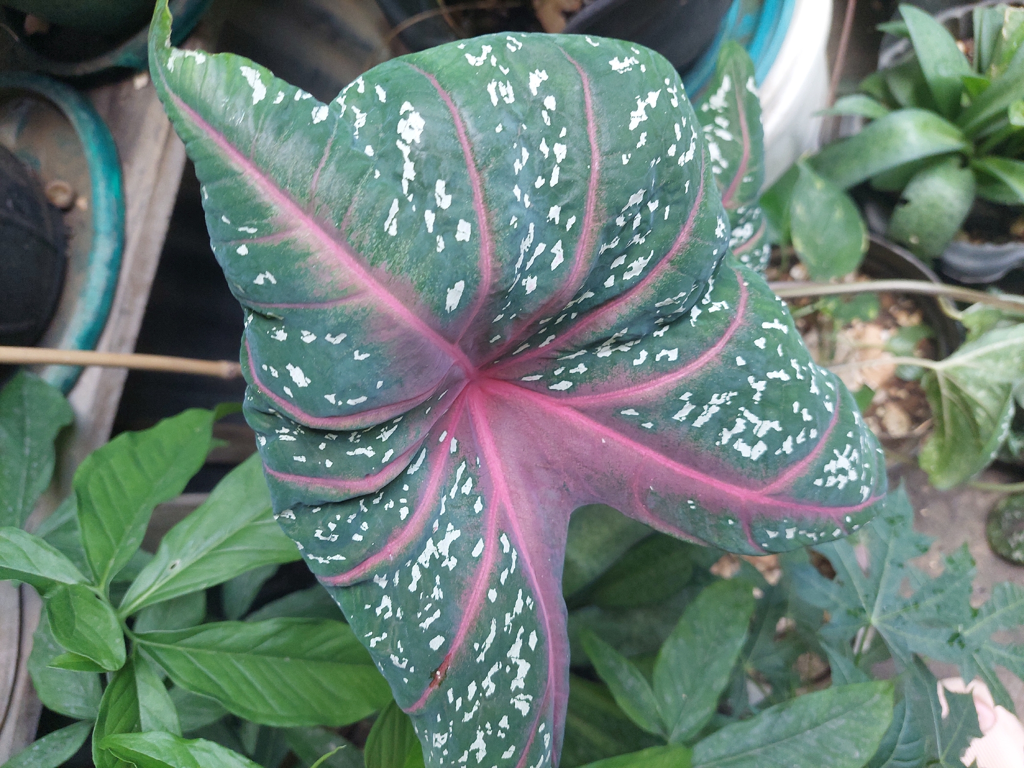 A close-up, high-angle shot captures a portion of a plant's leaf with a distinctive heart shape, featuring a vibrant pink central vein and smaller pink veins radiating outwards. The leaf is predominantly green with numerous irregular white spots scattered across its surface. The leaf texture appears somewhat leathery and is slightly curled. In the background, other green leaves of various shapes and sizes are visible, some in sharper focus and others blurred, suggesting a garden or plant-filled setting. The environment appears to be outdoors, possibly in a residential area or a nursery in Jelutung, Indonesia, with hints of wooden structures and potted plants. No people are present in the image.