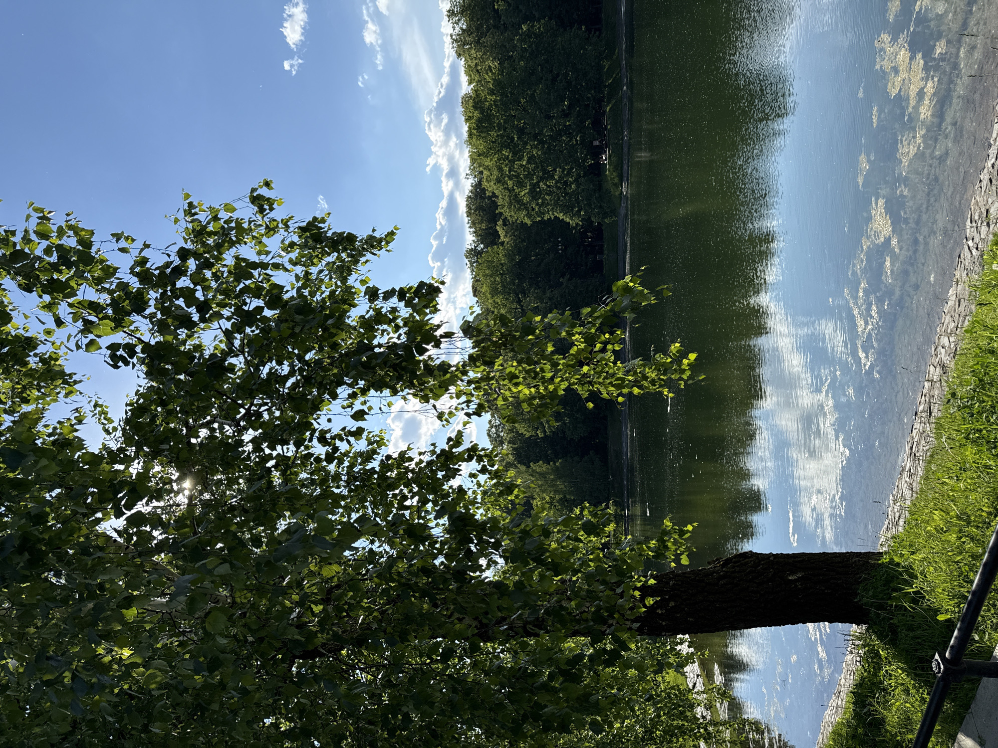 The image depicts a serene natural landscape, likely a park in Moscow, Russia, under bright daylight. A prominent, large-leaved tree occupies the left side of the foreground, its lush green canopy allowing glimpses of the sun as it filters through the leaves.
To the right, a calm body of water, appearing to be a lake or large pond, stretches into the distance. Its surface clearly reflects the bright blue sky above and the scattered white clouds, creating a striking contrast with the darker reflections of the trees lining the far bank. Patches of green aquatic growth are visible on the water's surface, particularly along the nearer edge. The right bank of the water features vibrant green grass and what appears to be a stone or paved edging, with a dark metal railing partially visible in the bottom right corner.
A dense line of mature, dark green trees forms a verdant backdrop on the opposite side of the water, extending across the mid-ground of the scene. Above, the sky is a brilliant, clear blue with several soft white clouds, indicative of fair weather. The bright sunlight suggests it is late morning or early afternoon. The scene conveys a sense of tranquility and natural beauty. No specific activities are taking place, and no visible text is present.