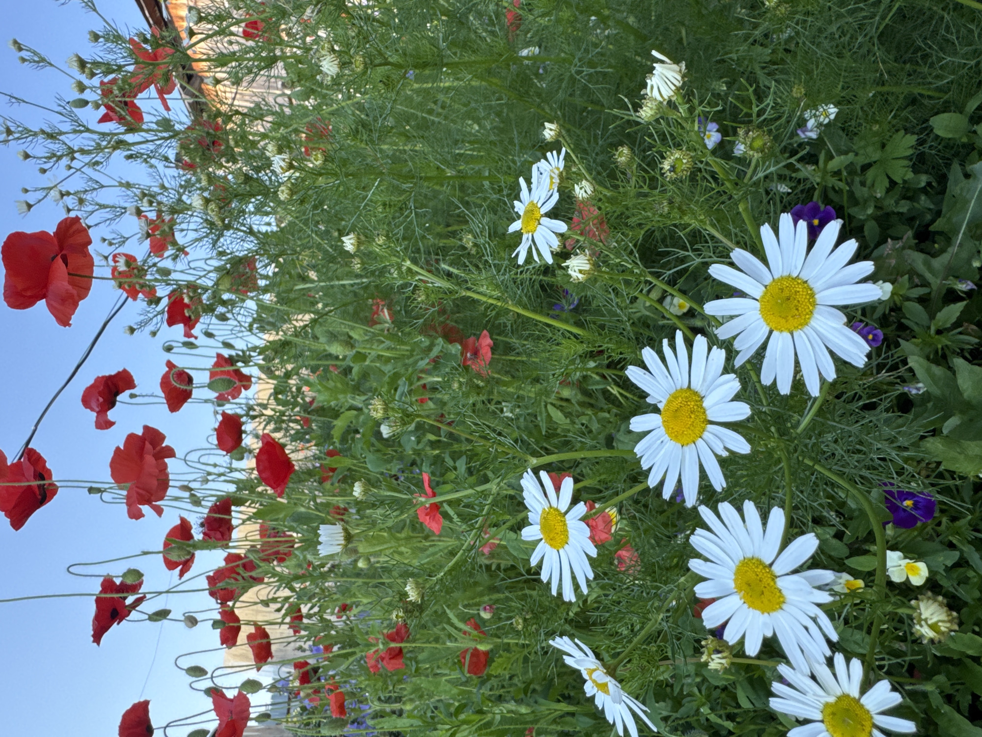 A low-angle, medium shot captures a dense patch of wildflowers, including red poppies and white daisies, with a clear blue sky overhead. The flowers are in full bloom and create a vibrant tapestry of color. The foliage is lush and green, with feathery leaves from some plants contrasting with the broad petals of the daisies. In the background, a rustic wooden structure, possibly a fence or wall, is visible, hinting at a garden or rural setting. The lighting suggests it is late afternoon or early evening, with soft light illuminating the scene. The image appears to be taken in the city of Urazovo, Russia, within a garden environment. There are no people or animals visible in the frame.
