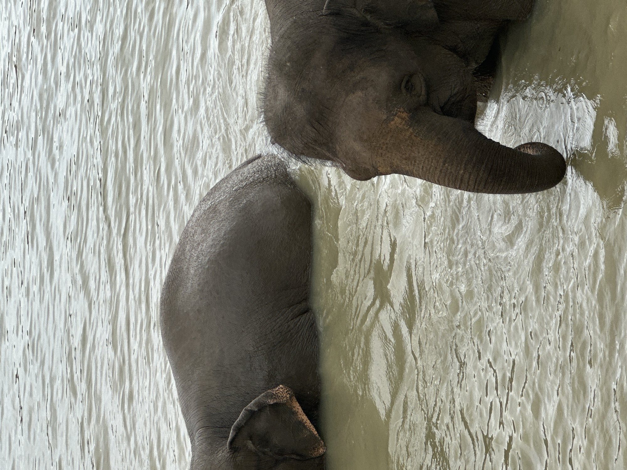 Two elephants are partially submerged in murky water. The elephant in the foreground is on the right side of the frame, facing left. Its head and trunk are visible, with the trunk curled downwards. The second elephant is on the left side of the frame, further back and facing away from the camera. Only its back and ear are visible above the water. The water has ripples and reflects the light, indicating movement. The environment is a body of water. The location is identified as Nizhnyaya Shilovka, Russia.