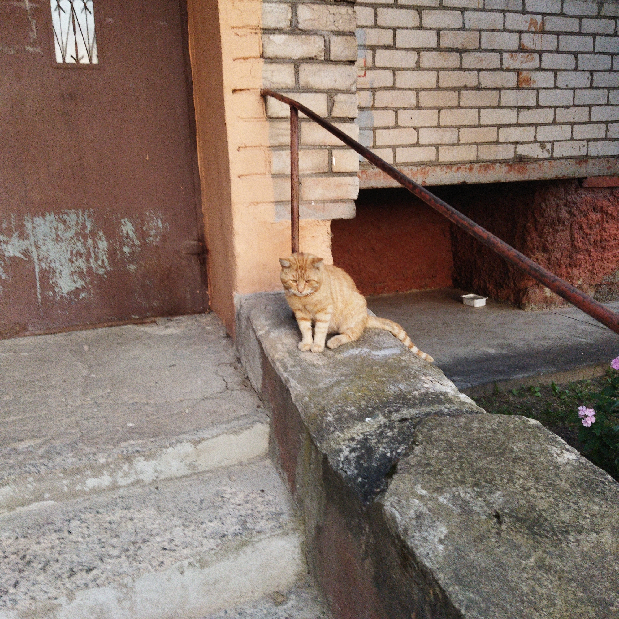 An orange tabby cat is sitting on a concrete ledge. The cat is facing forward and appears to be looking at the camera. The cat has a striped tail and short fur. The ledge is gray and appears to be weathered. Behind the cat is a brick wall. A metal railing runs along the top of the wall. To the left of the cat is a brown door with a small window. To the right of the cat, there is a dark opening in the wall, with a small white rectangular object on the ground inside. In the background, there are a few small pink flowers. The scene appears to be outdoors, possibly in a courtyard or alleyway in Polatsk, Belarus.