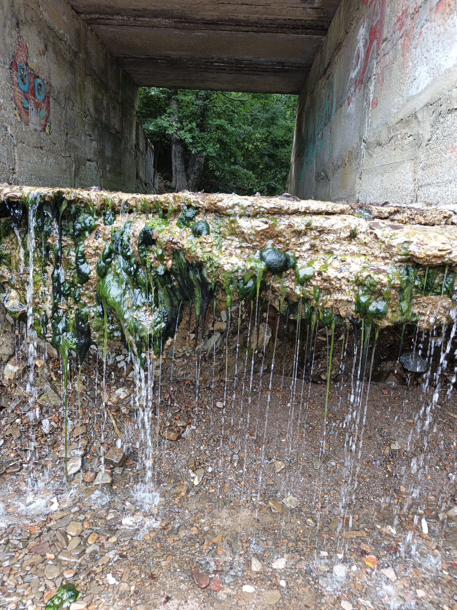 The image depicts the scene of water flowing over a rocky ledge beneath a concrete structure. The concrete structure appears to be an underpass or culvert, with graffiti visible on its walls. The ledge itself is covered in green algae and minerals, giving it a textured, almost organic appearance. Water cascades down from this ledge in numerous thin streams, creating a curtain-like effect. Below the ledge, the ground is covered with a mixture of pebbles and small rocks, some of which are wet from the falling water. In the background, through the opening of the concrete structure, a dense forest with lush green trees can be seen. The lighting suggests it is daytime, and the presence of water and greenery indicates a natural, possibly damp environment. The overall impression is one of a natural water feature interacting with man-made infrastructure in a wooded area. There is no visible text in the image other than graffiti, which is not legible.