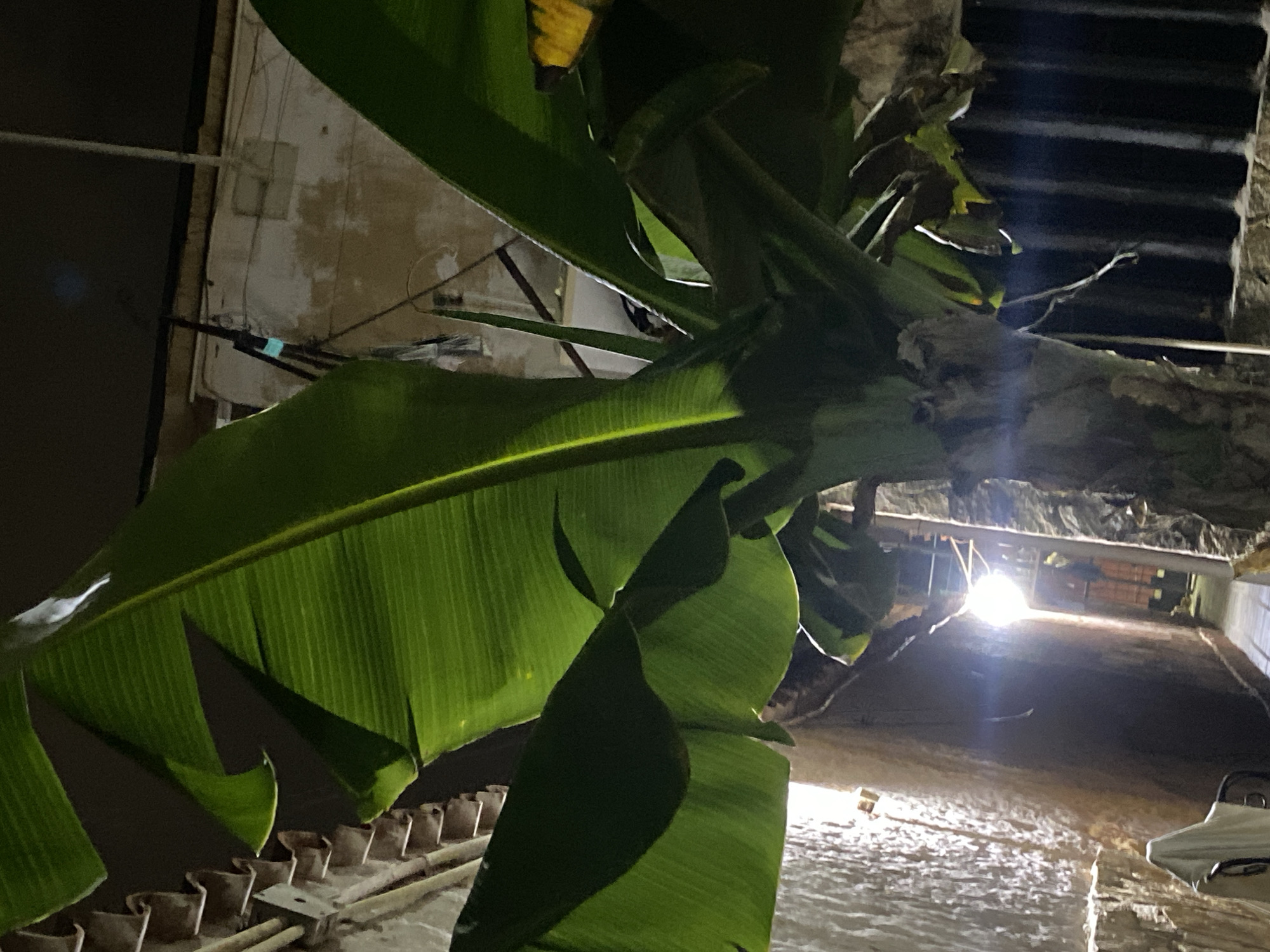 The image depicts an outdoor scene in Juan Griego, Venezuela, likely at night. The foreground is dominated by a large banana plant with broad, green leaves. The background reveals a narrow passage or alleyway between buildings. There is a light source at the end of the passageway, creating a bright spot and casting shadows. The buildings flanking the passageway appear to be made of stone or concrete, with some visible architectural details. The ground is uneven and textured, suggesting a paved surface. A section of railing is visible in the foreground. A white object, possibly a vehicle or equipment, is partially visible on the right side of the passage.