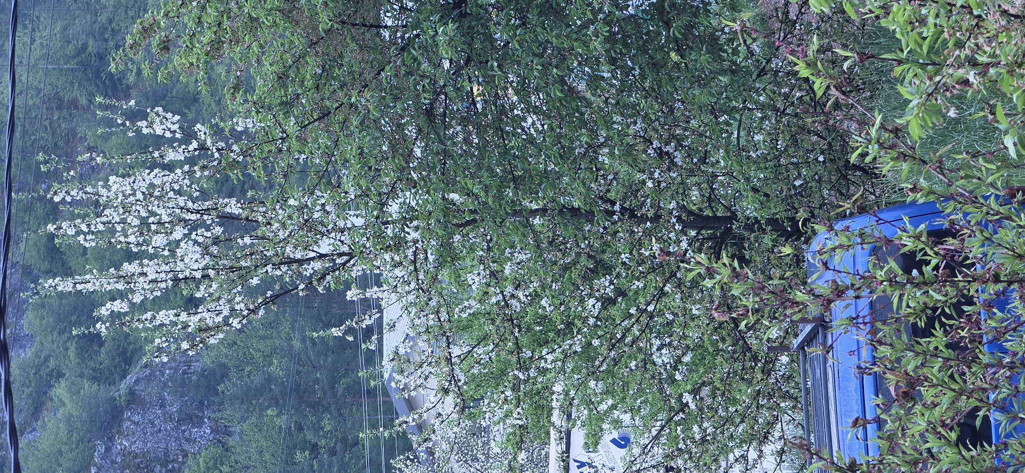 The image captures a springtime scene in Rudozem, Bulgaria. A blooming tree with white blossoms dominates the left side of the frame, contrasting with the green foliage. On the right, a blue structure, possibly a building or vehicle, is partially obscured by branches with fresh leaves. In the background, a hillside covered in trees creates depth. Electrical lines are visible in the upper left. The overall impression is one of a residential area transitioning into spring.