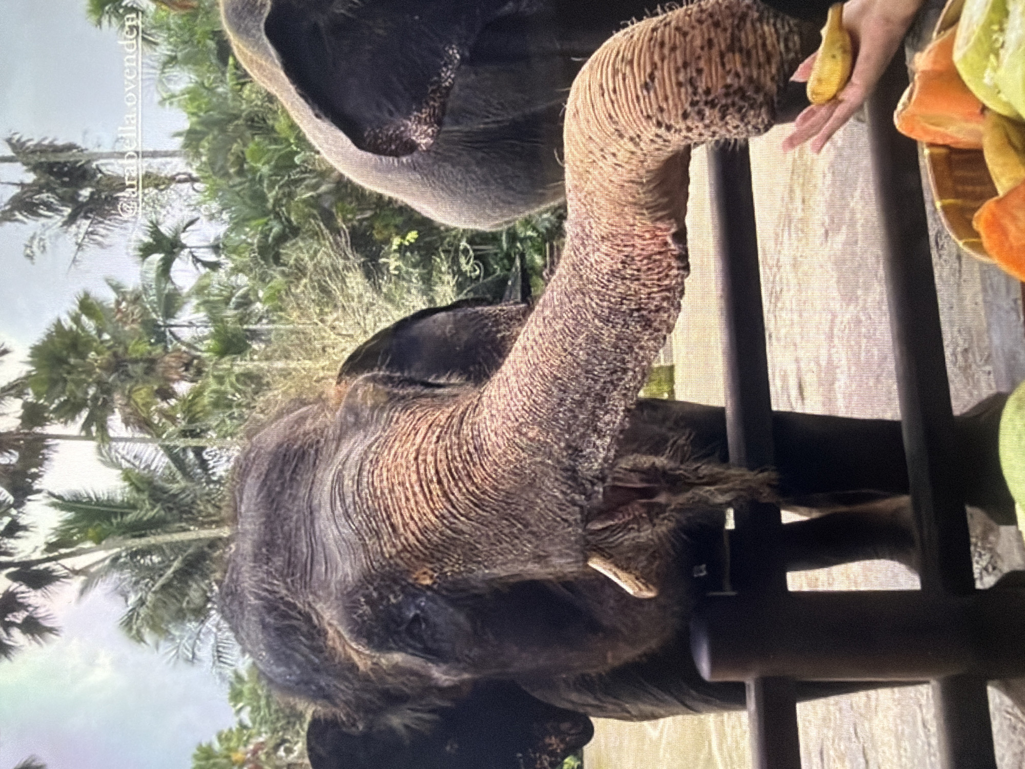 The image captures a close-up of an elephant being fed by a person. The elephant, dark grey with textured skin, extends its trunk towards the right side of the frame, where a person's hand is holding a small yellow banana. Part of another elephant is visible in the upper background. A basket filled with various fruits, including bananas and orange-colored fruit (possibly papayas or mangoes), sits next to the person's hand.
The scene takes place outdoors during the daytime. Lush green vegetation, including tall palm trees, forms the background, suggesting a tropical or warm climate. A dark brown wooden or metal fence separates the elephant from the feeder. The ground appears to be dirt or sand. One short tusk is visible on the elephant's face. The overall interaction appears calm and peaceful. Visible text "@arabella.ovenden" is present on the left side of the image, rotated.