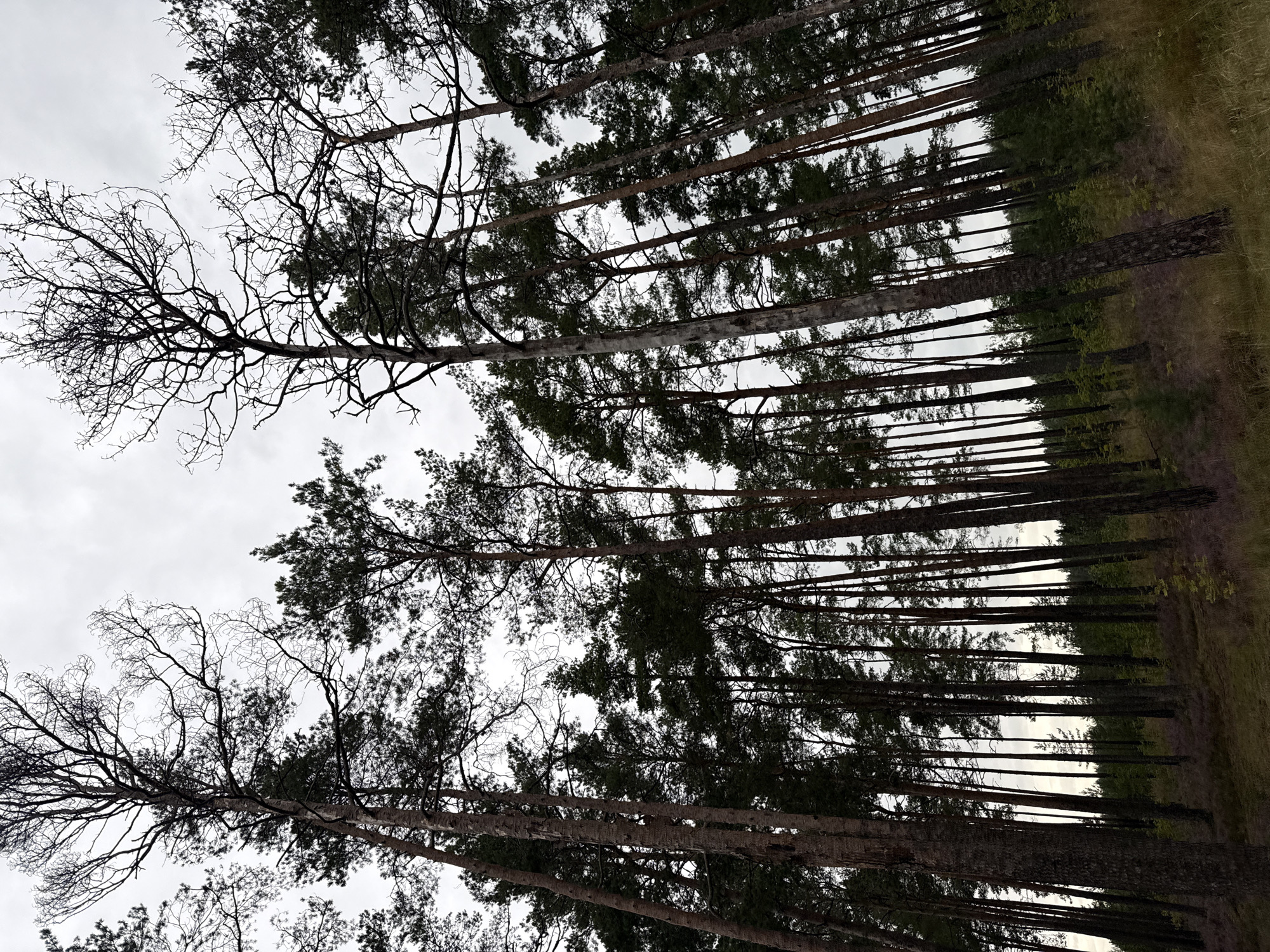 An upward-angle, medium shot captures a dense, tall pine forest with a cloudy sky overhead. The trees, mostly evergreen with some bare, skeletal branches extending upwards, dominate the frame. The forest floor is carpeted with low-lying vegetation, including grasses and some scattered patches of purple flowers, suggesting a natural, uncultivated environment. The lighting is subdued, indicating an overcast day. The scene is consistent with a forest area within Tallinn, Estonia, possibly within one of its many parks or nature reserves like Nõmme or Pirita, where such dense pine forests are common. There are no people or man-made structures visible in the image.
