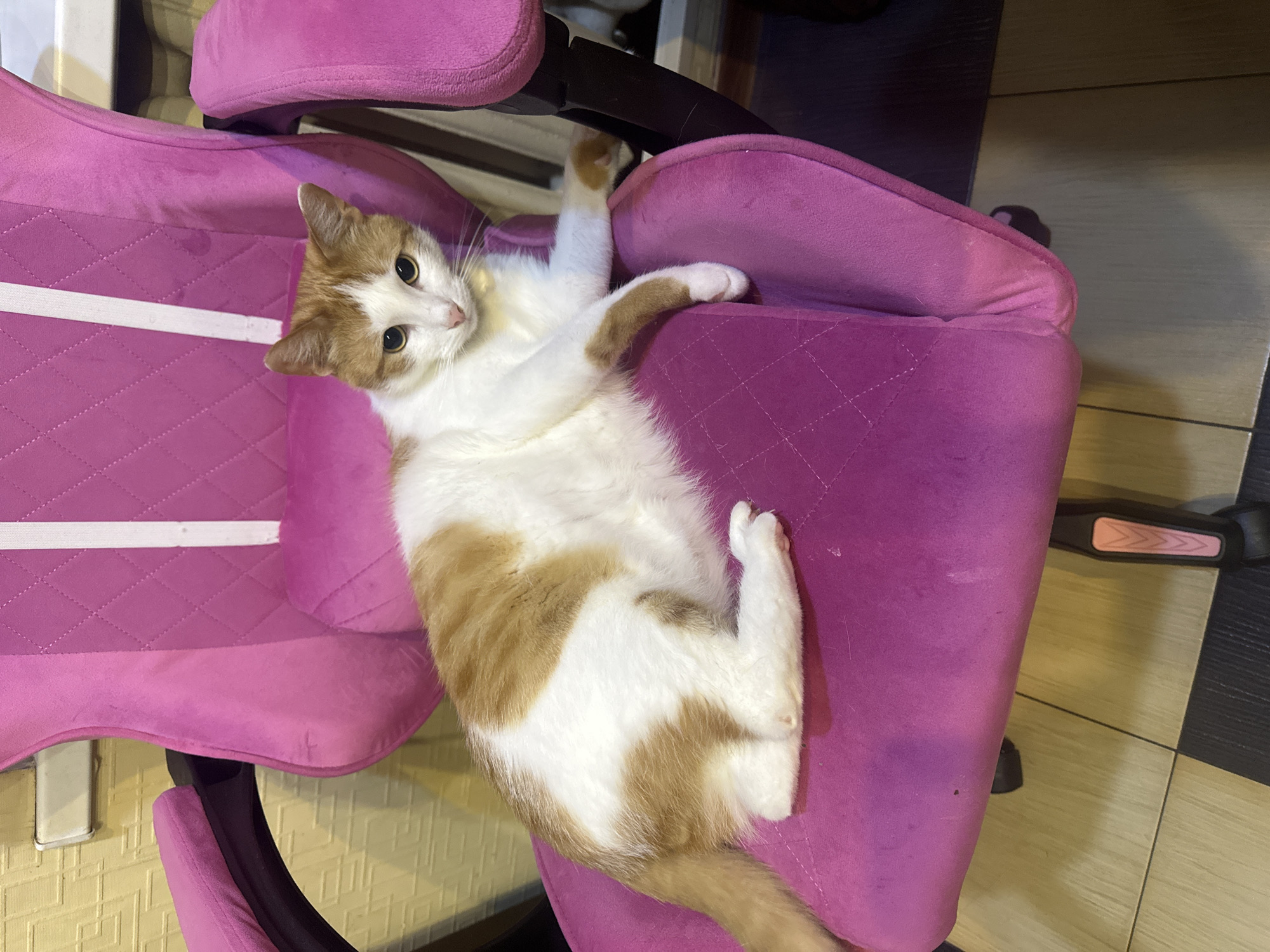 A ginger and white cat is sitting on a bright pink gaming chair in an indoor setting. The cat is facing the camera with its body slightly turned. The chair has a quilted pattern and white vertical stripes on the backrest, and pink armrests. The background shows a textured wall and a tiled floor. The image appears to be taken indoors, likely in a residential or office space. There is no specific indication of the location in Kyiv, Ukraine.