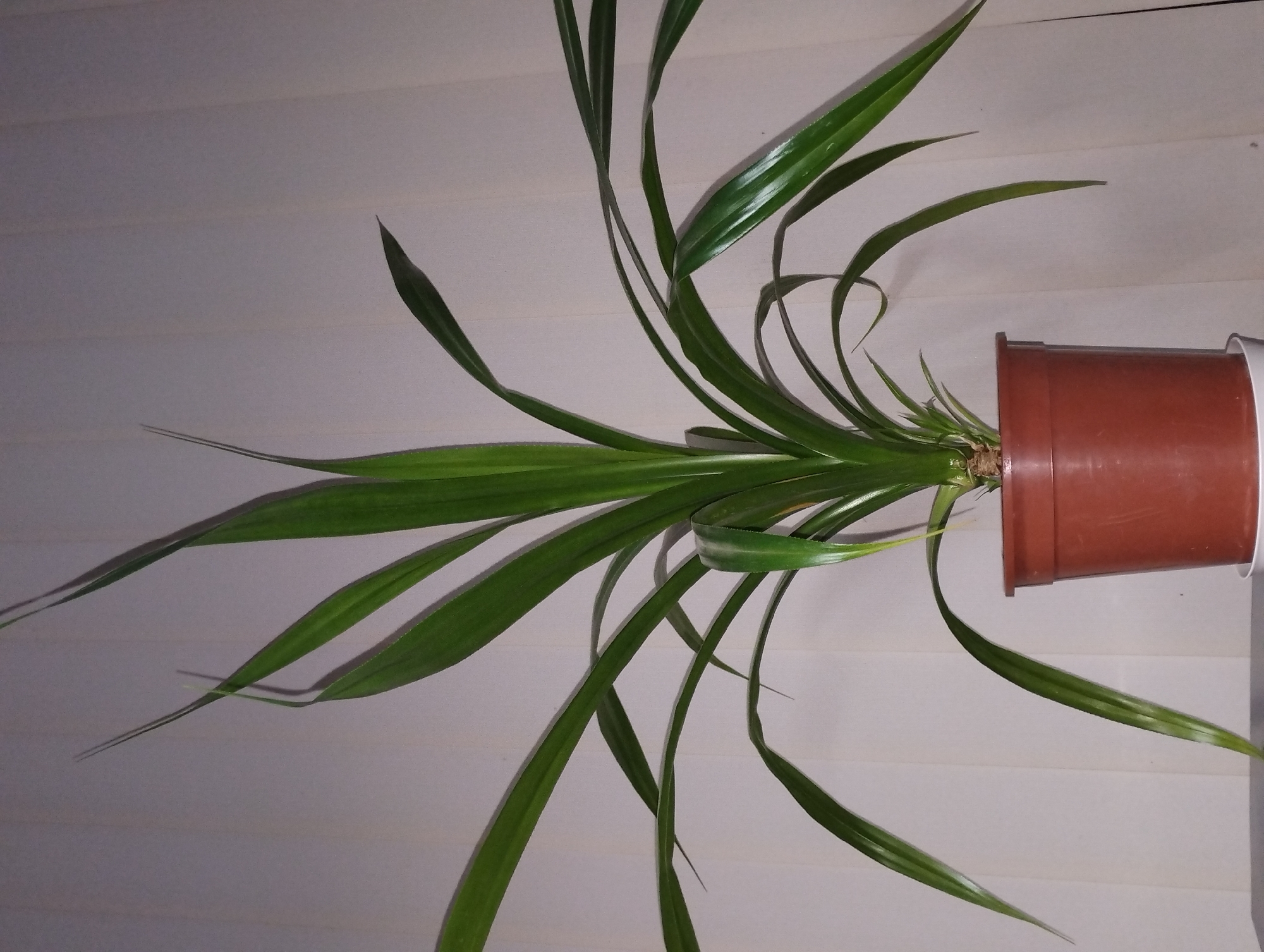 The image displays an indoor plant in a pot, oriented horizontally as if lying on its side, against a light-colored background with horizontal grooves. The plant is a houseplant with numerous long, slender, dark green leaves that appear glossy and healthy. The leaves originate from a central stem base, visible within a brown plastic pot. Some leaves are relatively straight, while others curve and arc gracefully, extending outwards from the pot.
The pot itself is a simple, reddish-brown plastic container. A small portion of a white outer pot or tray is visible to the right of the brown pot. The background is a uniform light grey or off-white color, characterized by distinct horizontal lines, suggesting either closed window blinds or paneling on a wall. Soft shadows cast by the leaves are visible on this background, indicating indirect lighting. There are no people, discernible activities, specific time of day or weather cues, or visible text in the image.