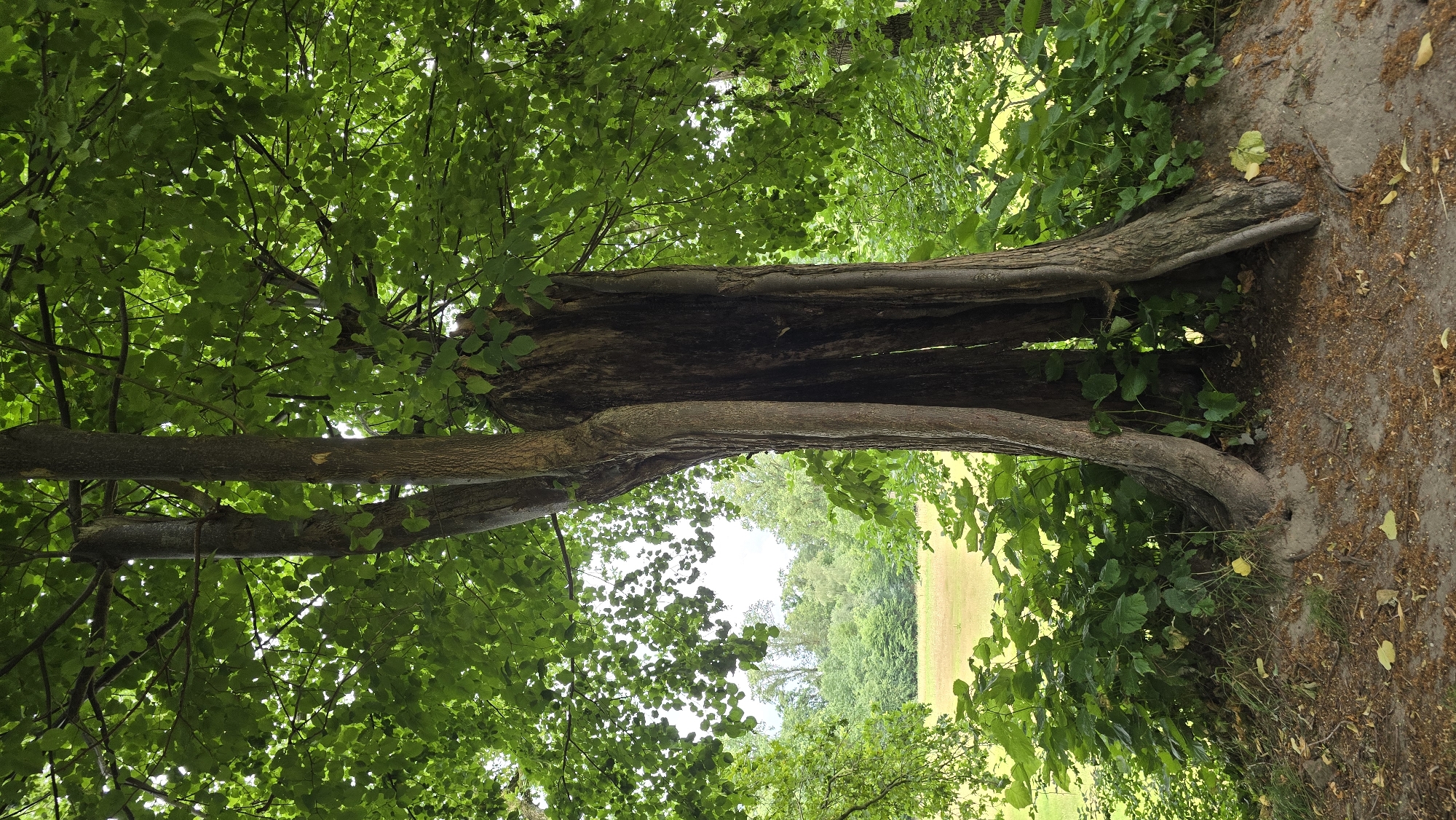 The image captures a large, old tree with a hollowed-out trunk, set in a park-like environment. The tree has thick, gnarled roots that spread outwards, and its trunk is split, revealing a dark cavity within. Lush green leaves form a dense canopy overhead, filtering the sunlight. In the background, a field of golden grass is visible, bordered by a line of trees. The ground around the tree is covered with dry leaves and twigs. The scene is serene and natural, suggesting a peaceful setting within a park or garden. This particular tree is located in the grounds of Huis Bergh in 's-Heerenberg, Netherlands, a historic castle surrounded by expansive parklands.