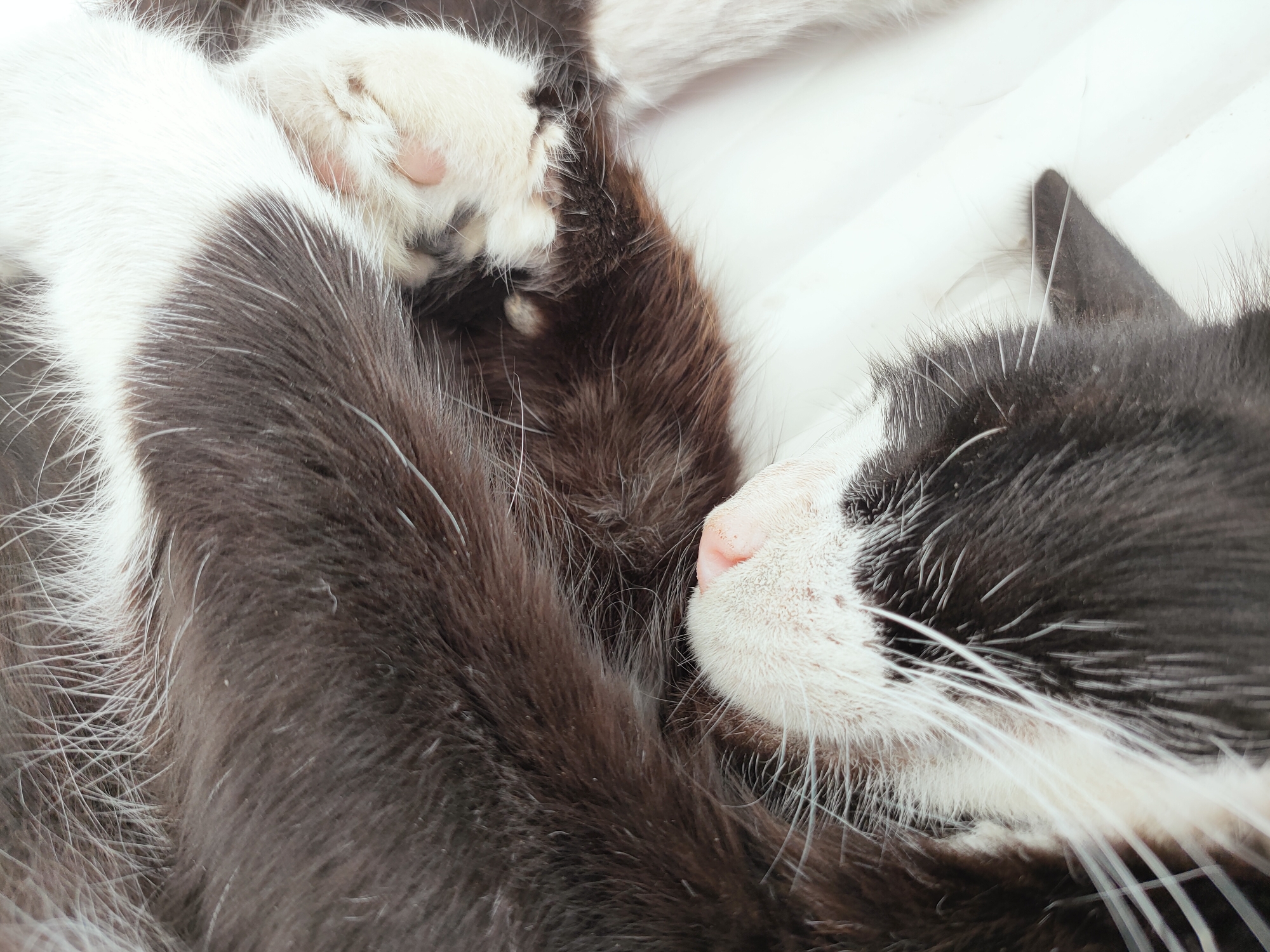 This is a close-up, overhead shot of a black and white cat sleeping. The cat is curled up, with its head resting on its paws. The fur is a mix of black and white, with long white whiskers visible. The background is a plain, light color, likely a blanket or bedding. The image focuses on the texture and detail of the cat's fur and features, such as its pink nose and white paws. There is no indication of the city of Ariana, Tunisia, or any other specific location within the image.