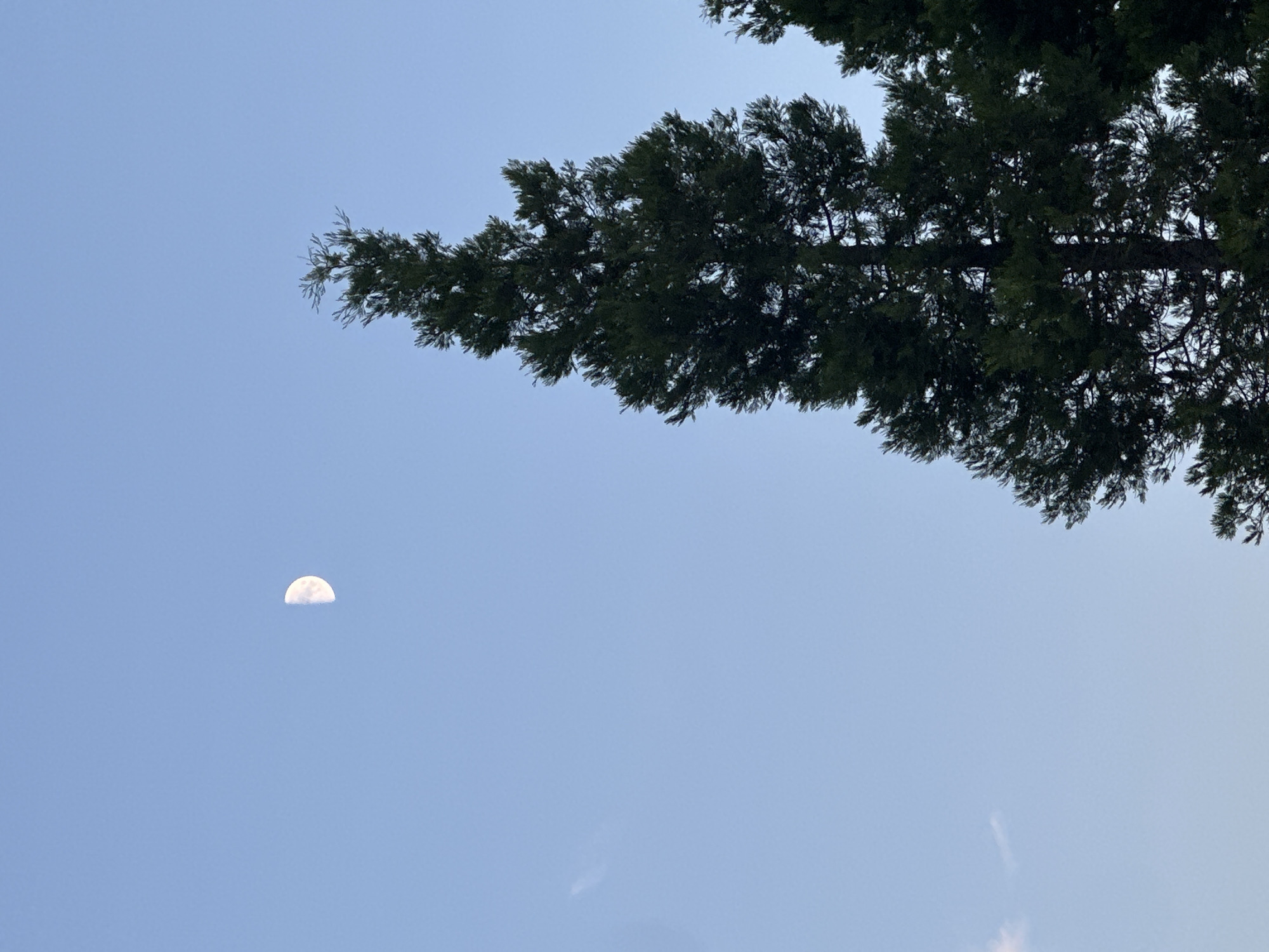 The image shows a clear blue sky with a sliver of the moon visible in the upper left quadrant. A tall, dark green evergreen tree dominates the right side of the frame, with its branches reaching towards the sky. The tree is in focus, and its needles are clearly visible. Another tree, partially visible on the far right, is also present. The scene appears to be outdoors, possibly in a park or a residential area, in Everett, United States of America.