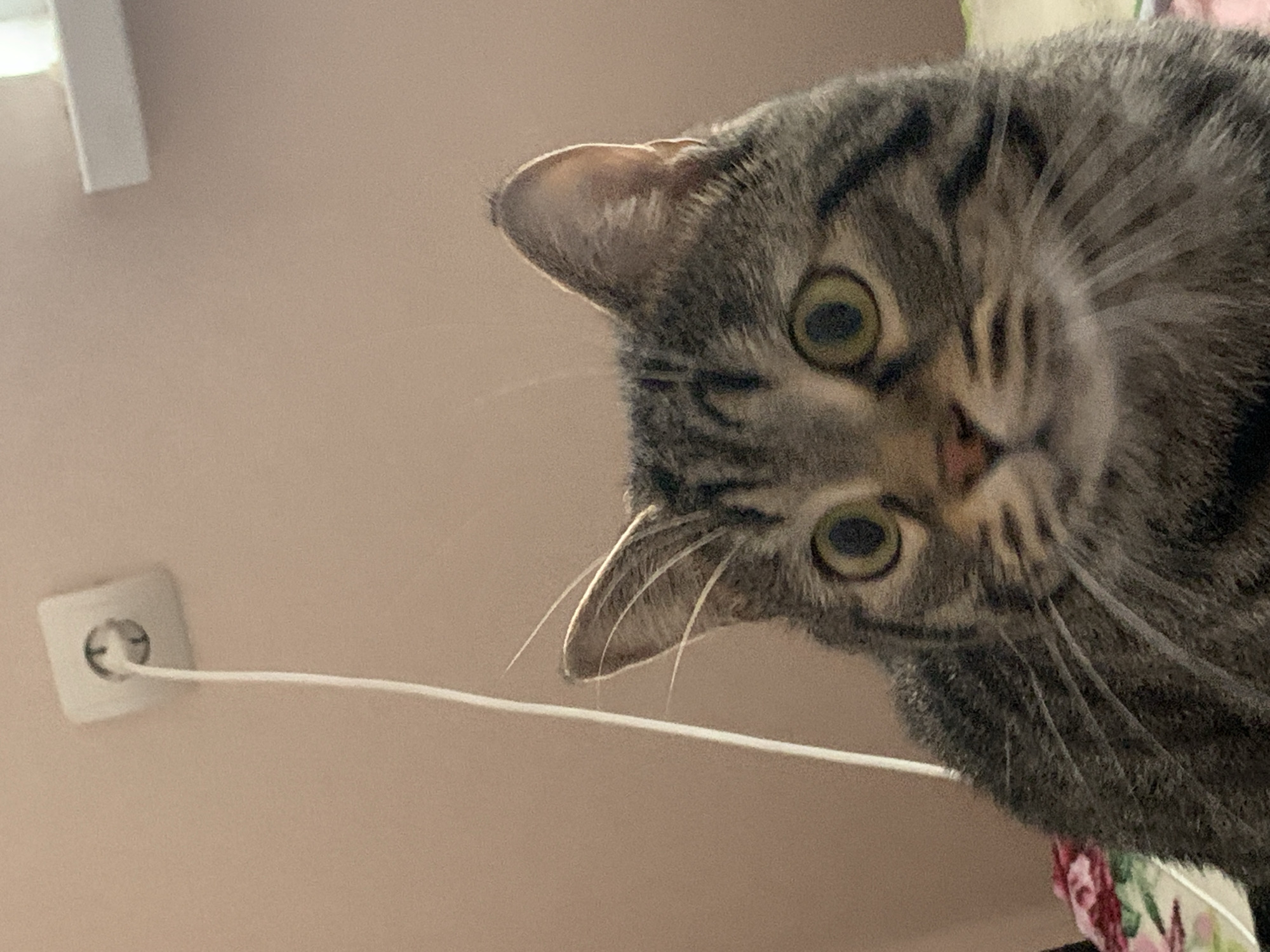 A close-up, low-angle shot reveals a tabby cat with prominent green eyes, tilting its head and looking downwards. A white electrical outlet is visible in the upper left corner of the frame, with a white cord extending from it. The background consists of a light pinkish-beige wall. The cat appears to be indoors. There is insufficient information to determine if the image was taken in Stavropol, Russia.