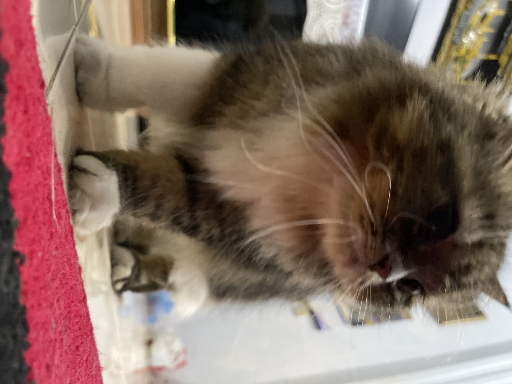 The image shows a close-up, low-angle shot of a fluffy, multi-colored cat standing on a tiled floor. The cat has brown, white, and black fur, with prominent white paws. Its whiskers are long and white, and its eyes are dark. The background is blurred, but appears to be an indoor setting with some objects and a wall visible. A red and black rug is in the foreground. The location is identified as Geudonggeudong, Indonesia.