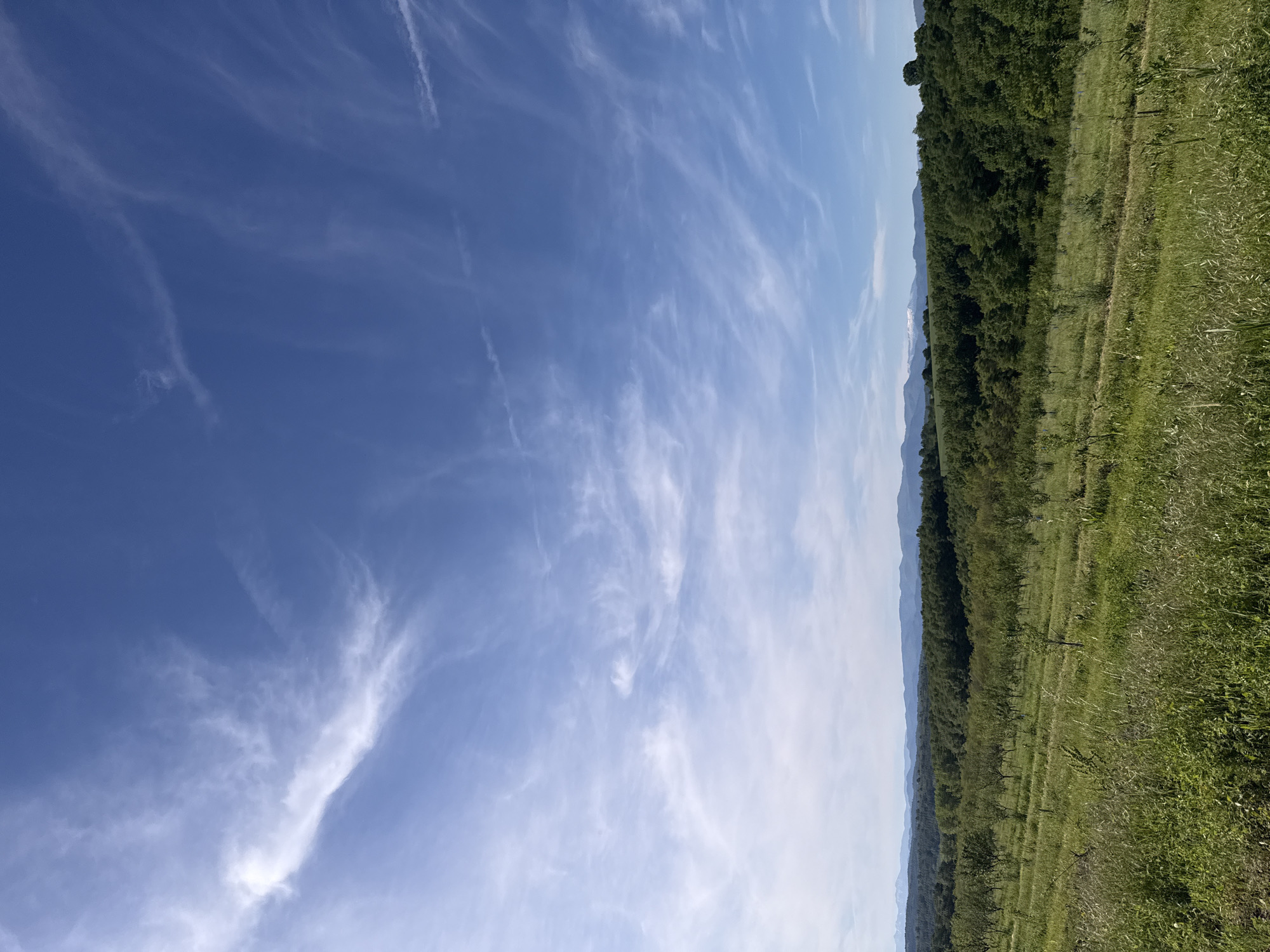 The image shows a landscape scene in Ugarchin, Bulgaria. The sky occupies the majority of the frame, displaying a vivid blue color with wispy cirrus clouds. The clouds appear elongated and stretched, suggesting high-altitude wind currents. Below the sky, a green landscape stretches along the horizon. A dense row of trees forms a dark green border between the sky and the land, obscuring the view of the mountains in the background. In the foreground, a field of grass and low-lying vegetation extends towards the bottom of the image. The field appears slightly overgrown and unkempt. The image is taken at a slight angle, giving the impression of a tilted horizon. There are no people, animals, or other distinct subjects visible in the scene. The dominant elements are the sky, the clouds, the trees, and the grassy field. The overall impression is one of a rural landscape under a clear, windy sky.