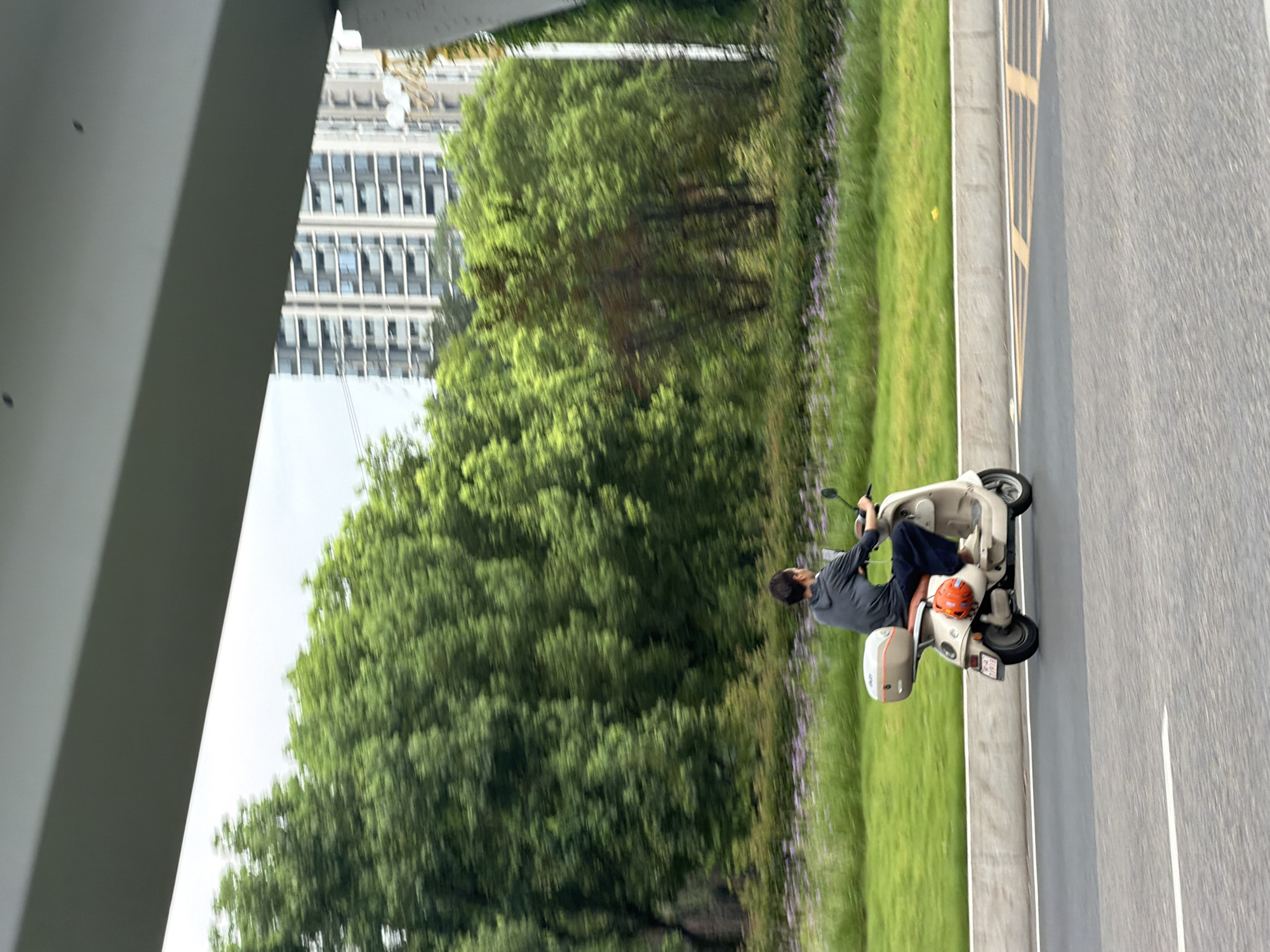 A person wearing a grey hoodie and dark pants rides a cream-colored scooter with a brown top case and an orange helmet attached to the side. The scooter is moving on a paved road with a white line marking its lane. In the background, there is a green grassy area with some purple flowers, and beyond that, a dense line of lush green trees. Tall, modern buildings are visible further in the distance, suggesting an urban or suburban environment. The scene appears to be from a roadside perspective, possibly within the city of Jiangjin, China, given the architectural style and vegetation. The image captures a moment of transit, with the focus on the scooter and its rider against a backdrop of greenery and urban development.
