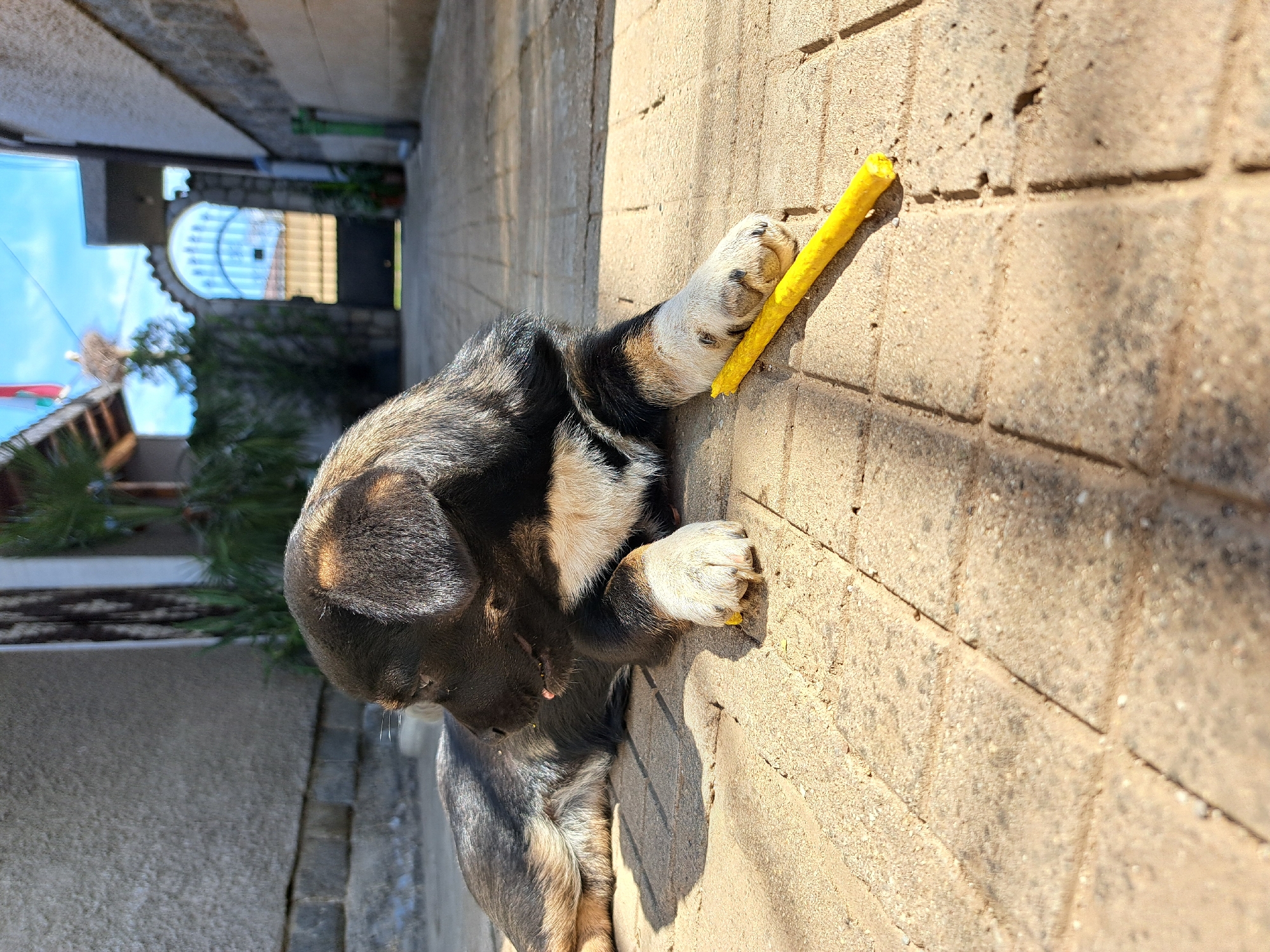 A dog is resting on a brick-paved street or alleyway. The dog has black and tan fur and is lying down, with its paws resting on a yellow object, possibly a stick or toy, that lies along the edge of the bricks. The dog is near a wall made of similar bricks. In the background, a pathway extends into the distance, leading to a building with an arched opening or gate. There's visible greenery and a glimpse of blue sky in the background.