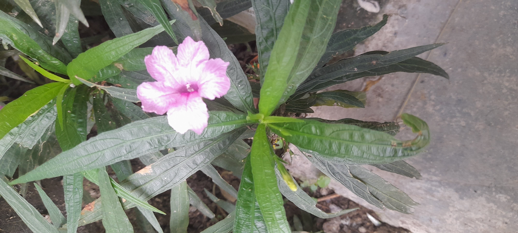 A close-up shot reveals a Ruellia simplex (Mexican petunia) plant in Buketteukuh, Indonesia. The plant features long, narrow, green leaves with textured veins. A single, five-petaled flower with a gradient of light pink fading to white at the edges is visible. The flower's center displays a deeper pink hue. The plant appears to be in a partially shaded location, adjacent to a concrete surface. The surrounding area suggests a natural environment with soil and leaf litter. No people are in the frame.