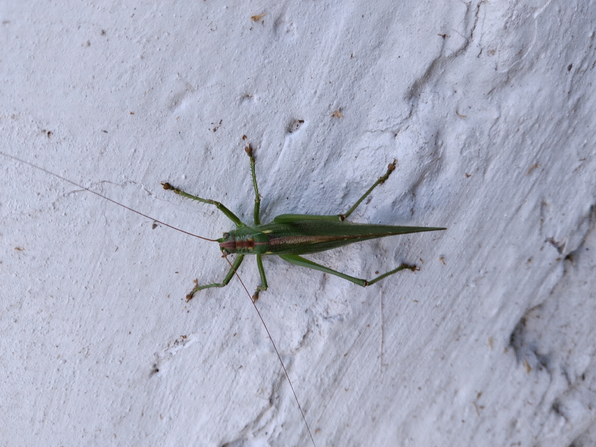 A green katydid is clinging to a textured white wall. The insect is positioned vertically, with its head at the top of the frame. It has long antennae extending upwards and to the left. Its body is segmented and green, with a prominent longitudinal stripe down its back that transitions to reddish-brown near the head. Its legs are visible, with the hind legs being notably longer than the forelegs. The wall it is on appears to be made of stucco or concrete, with visible cracks and an uneven surface. The lighting suggests it is daytime, with shadows cast by the texture of the wall. There are no people or other discernible subjects in the image. The location is identified as Bila Krynytsia, Ukraine.