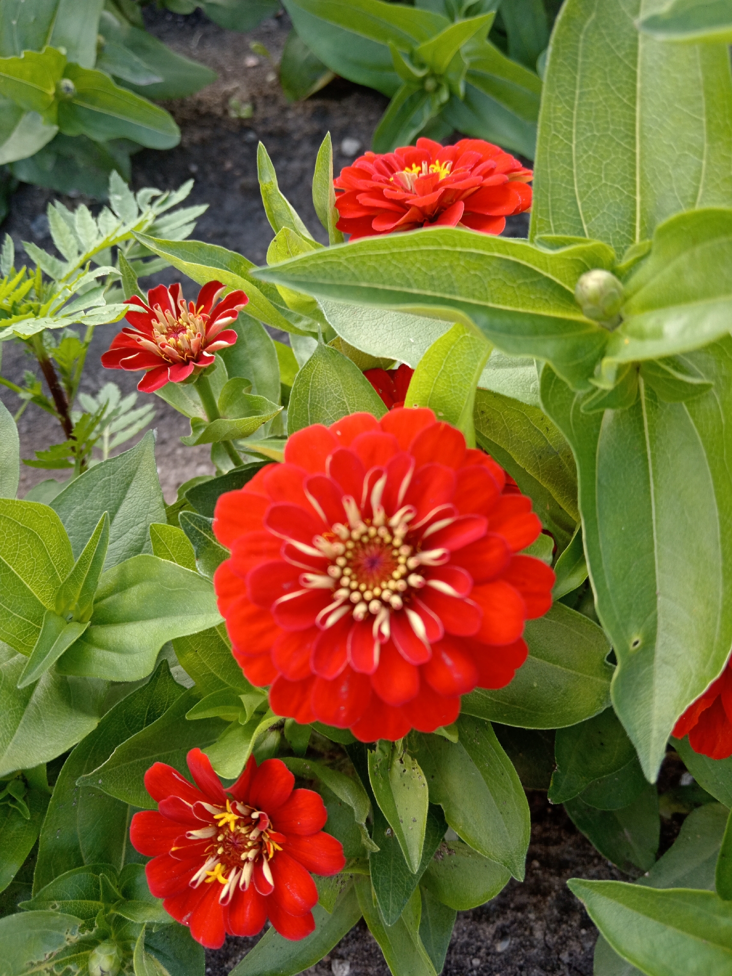 A close-up, eye-level, medium shot captures a cluster of vibrant red zinnia flowers blooming amidst lush green foliage. The flowers, in various stages of bloom, showcase their intricate petal structures and bright yellow centers. The surrounding leaves are a deep green, with some showing visible veins. The ground beneath appears to be dark soil. The image does not depict any people or discernible urban elements, suggesting a natural or garden setting. Its location in Belogorsk, Russia, is noted, though the visual evidence itself does not provide specific cues to confirm this geographical context. The overall impression is one of natural beauty and growth.