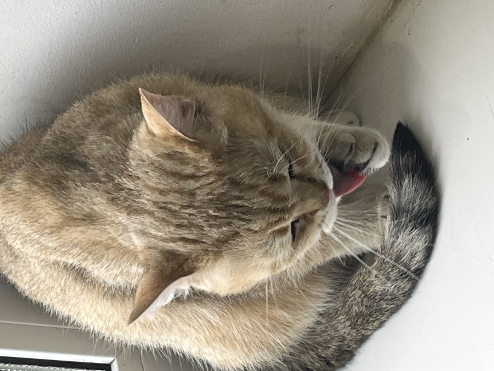 A golden tabby cat is grooming itself on a windowsill. The cat is facing downwards, with its tongue extended to lick its paw. The cat's fur is a mixture of golden and grey stripes. The windowsill is white and appears to be made of wood or plastic. The background is a plain white wall. There is no indication of the location being in Orsha, Belarus, or any specific city.