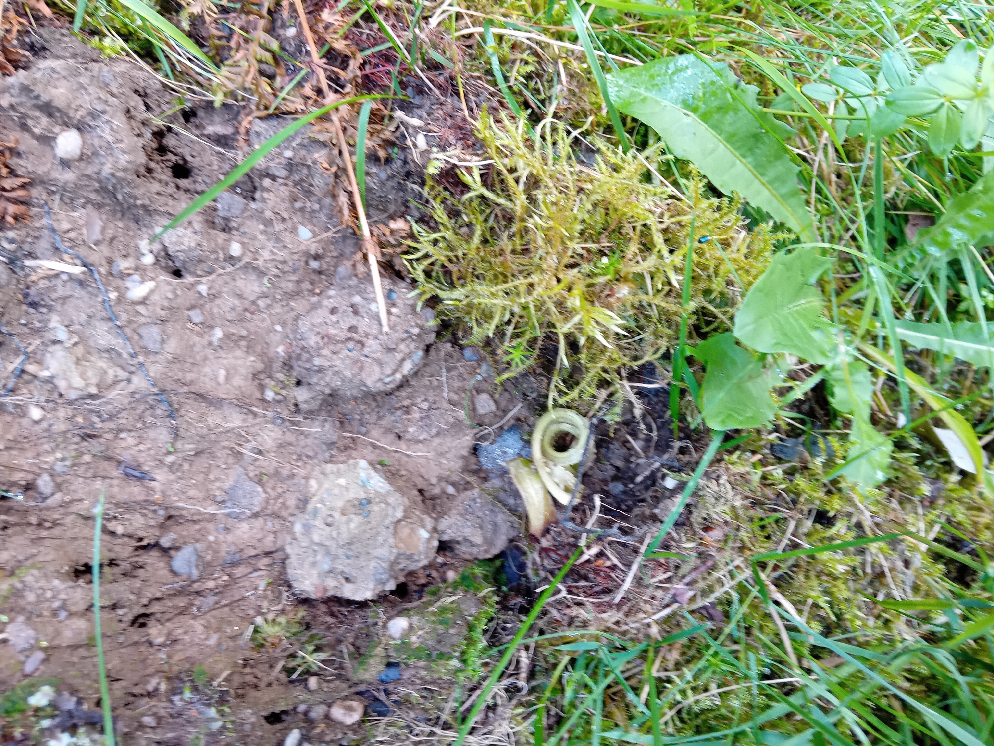 The image shows a patch of ground in Zuberec, Slovakia, covered with grass, moss, and soil. Several pieces of rubble are scattered across the scene, including a large light gray concrete fragment on the right side of the image and another smaller fragment on the left. A small, coiled object, possibly a piece of dried plant material or a very small snail shell, is visible near the center left of the image. The ground is uneven and appears to be a natural outdoor environment, possibly a disturbed area or the edge of a construction site. There are no people or animals present. The lighting suggests it is daytime.