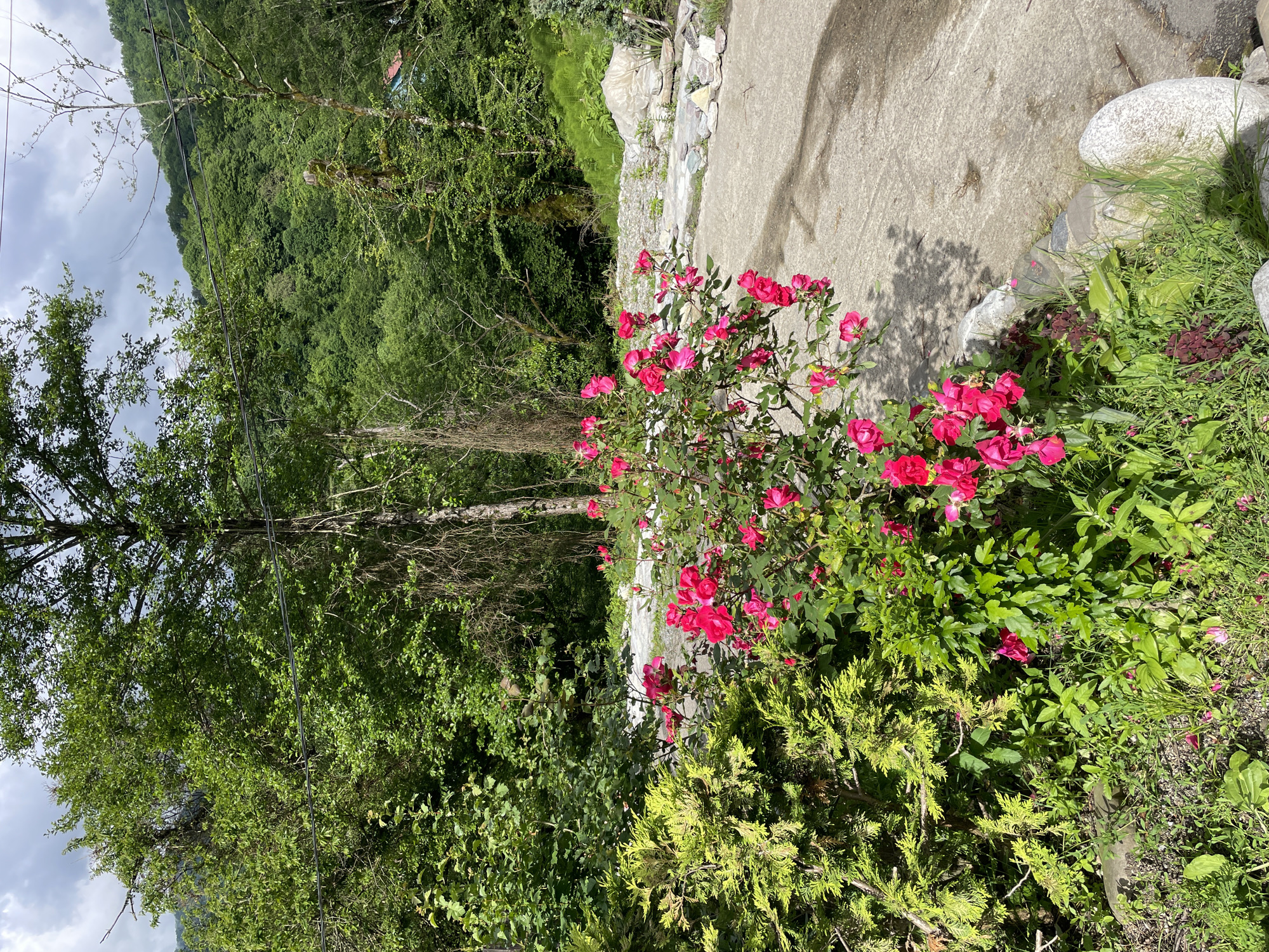 The image captures a garden scene in Solokh-Aul, Russia. In the foreground, a vibrant rose bush with bright pink blooms stands amongst various greenery, including other shrubs and grasses. A large, light-colored rock or stone slab dominates the upper right of the frame, partially surrounded by vegetation. Behind the garden area, a dense forest ascends a hill, creating a lush, green backdrop. Overhead, power lines are visible amongst the trees. The sky is overcast, suggesting a cloudy day. The image focuses on the natural elements of the garden and the surrounding landscape.