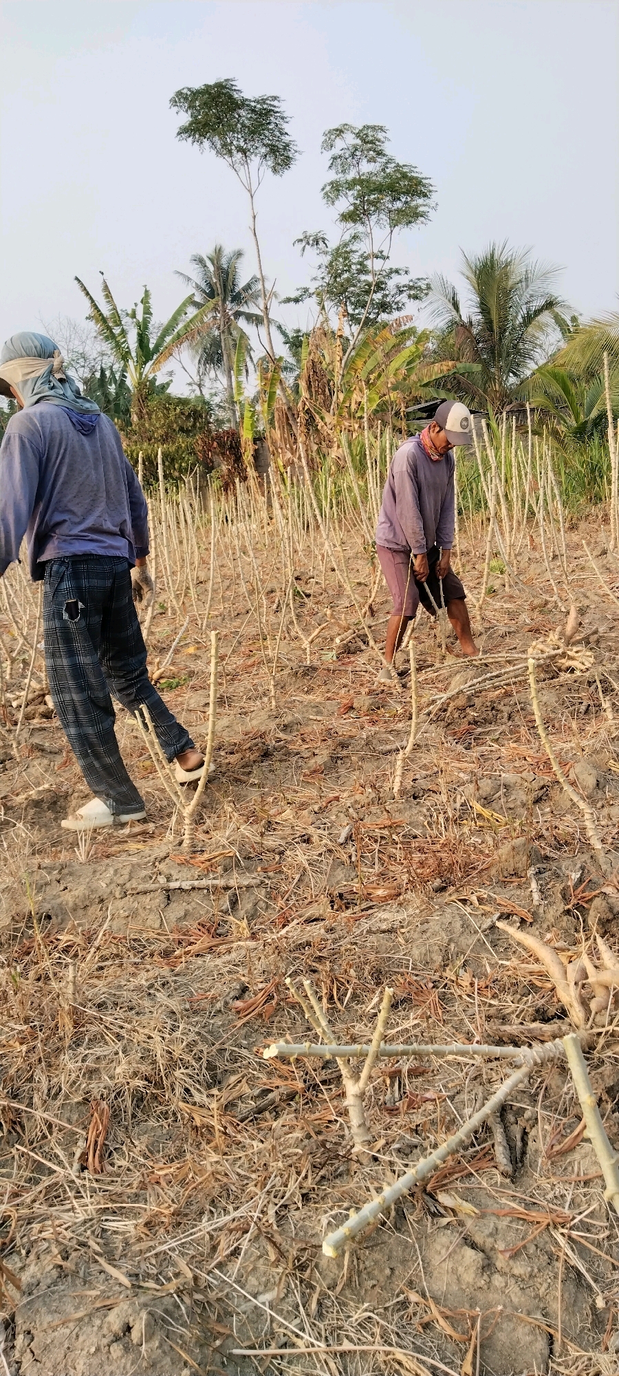 In the rural village of Tanjung Ratu Ilir, Indonesia, two individuals are engaged in agricultural labor in a cassava field. The field is characterized by dry soil and stubble from harvested cassava plants, with numerous cut cassava stems scattered across the ground. The vegetation in the background consists of banana trees and palm trees, suggesting a tropical climate.
One person, positioned on the left side of the frame and facing away from the camera, is wearing a blue hooded sweatshirt, checkered pants with a rip in the left leg, and a head covering. They appear to be wearing sandals. The second individual, closer to the center and right of the frame, is wearing a purple long-sleeved shirt, shorts, and a baseball cap. This person is actively working with a tool, possibly a machete or hoe, at the base of a cassava plant, bending down to harvest or clear the area. Their bare feet are visible. Both individuals are focused on their tasks, indicating a work environment. The overall scene depicts a common agricultural activity in a tropical rural setting.
