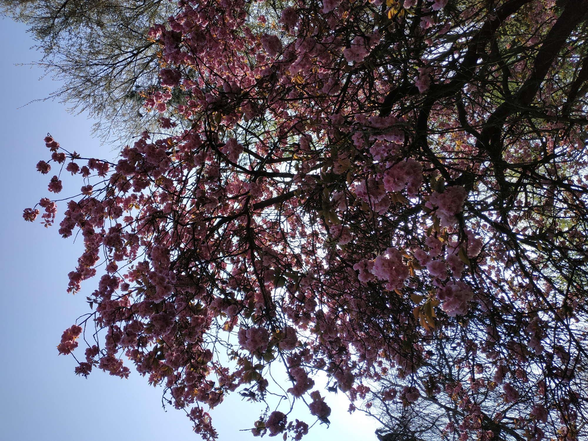 The image shows a low-angle view looking up into a tree canopy filled with pink blossoms. Bare branches are visible among the flowers, and patches of blue sky can be seen in the gaps between the branches and blossoms. Another tree with sparse, light-colored foliage is in the upper left corner. The image was likely taken in Dortmund, Germany, given the location requested, as flowering trees are common in urban parks and gardens in the city. There are no people visible in the image.