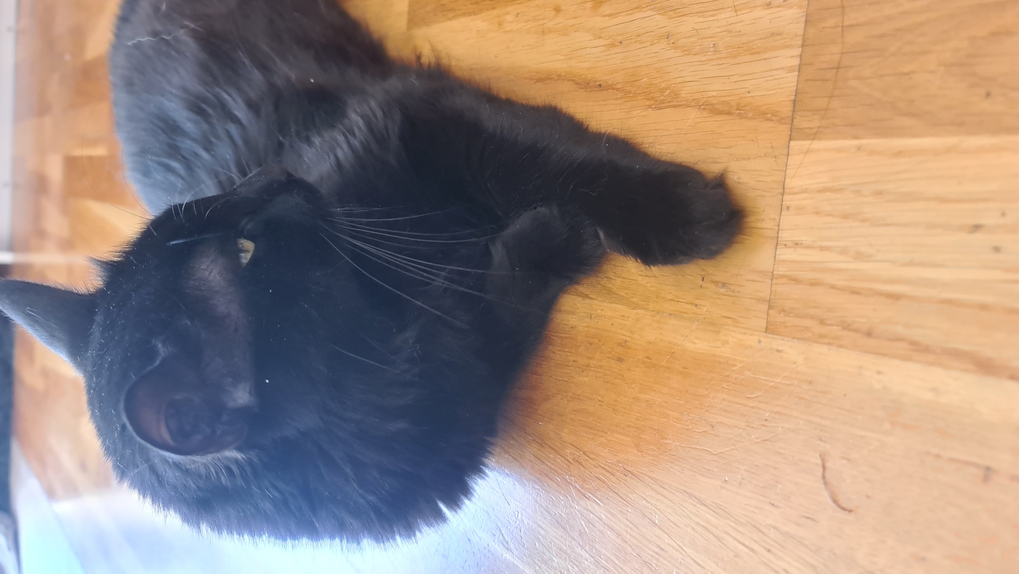 A black cat is lying on a light-colored wooden floor. The cat is facing towards the left of the frame, with its head in the lower-left corner. Its body extends diagonally upwards towards the upper-right. The cat's whiskers are visible. The background is a wooden floor. The location is not identifiable as Budva, Montenegro, without additional information.
