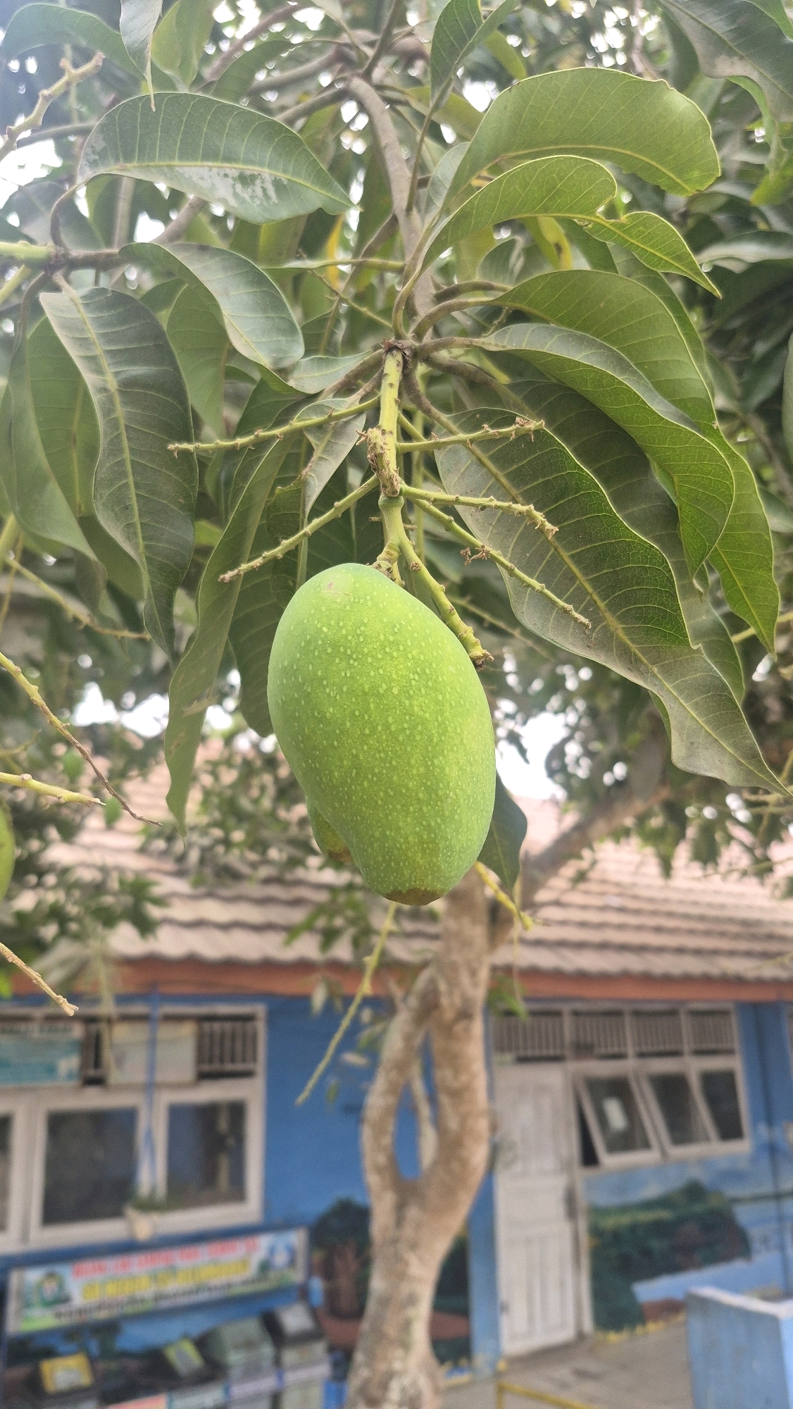 A green mango hangs from a branch, surrounded by lush leaves. In the background, a blue building with white-framed windows and a tiled roof is visible. The building appears to be a school or community center, with signs and murals on its exterior. A bare tree trunk stands to the right of the building, partially obscuring the mango tree. The scene is set in Putak, Indonesia, indicated by the style of the building and vegetation.