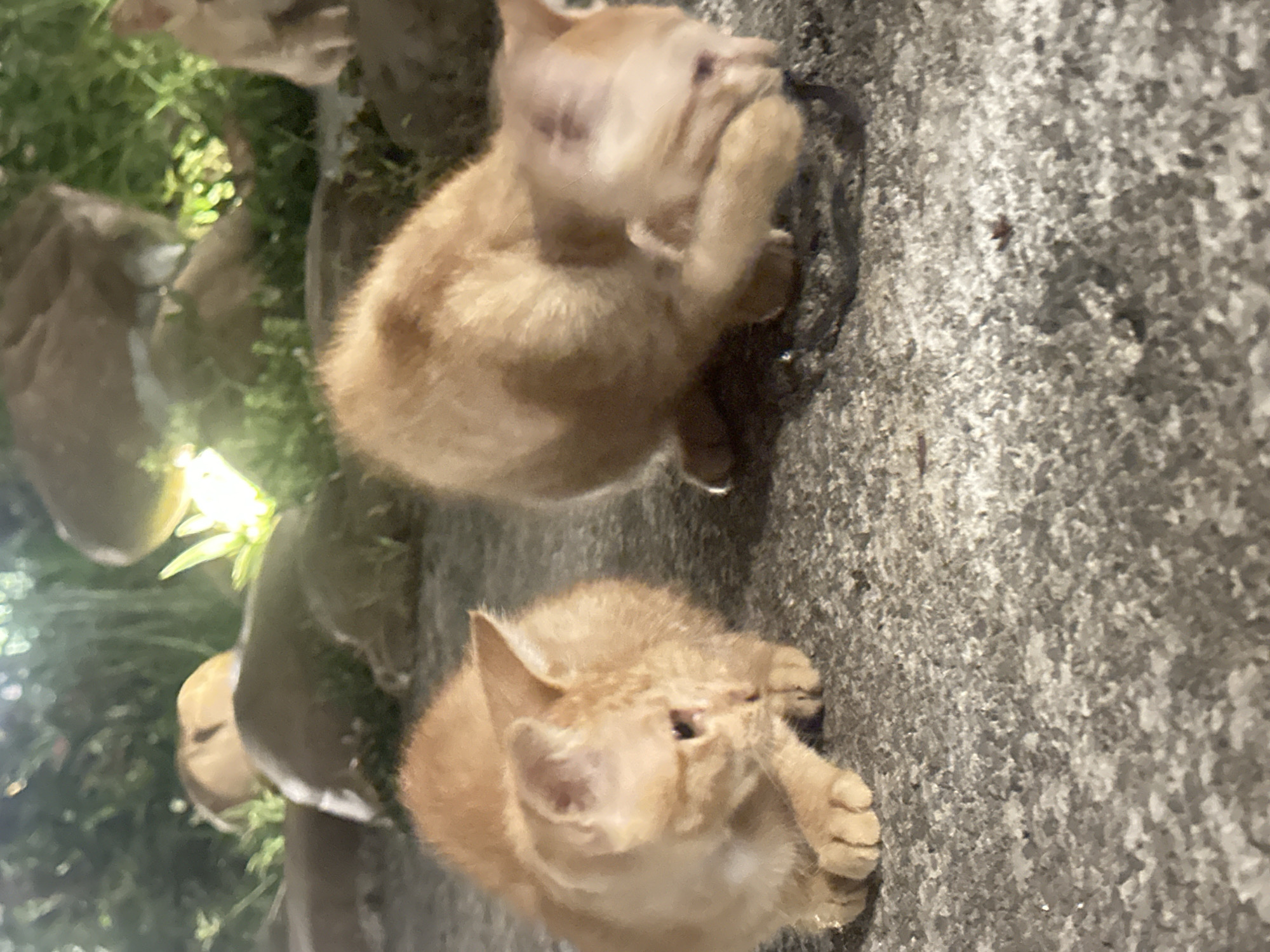 Two ginger kittens are on a paved surface, likely in an outdoor urban setting in Nam Hoa Lư Ward, Vietnam. The kitten on the left is facing left and downward, with its paws close to its face. The kitten on the right is facing right and downward, with its head partially obscured as it appears to be licking or grooming something on the ground. In the background, there is blurred greenery and large rocks, with a bright light source illuminating some of the foliage. The paved surface is rough and grey.