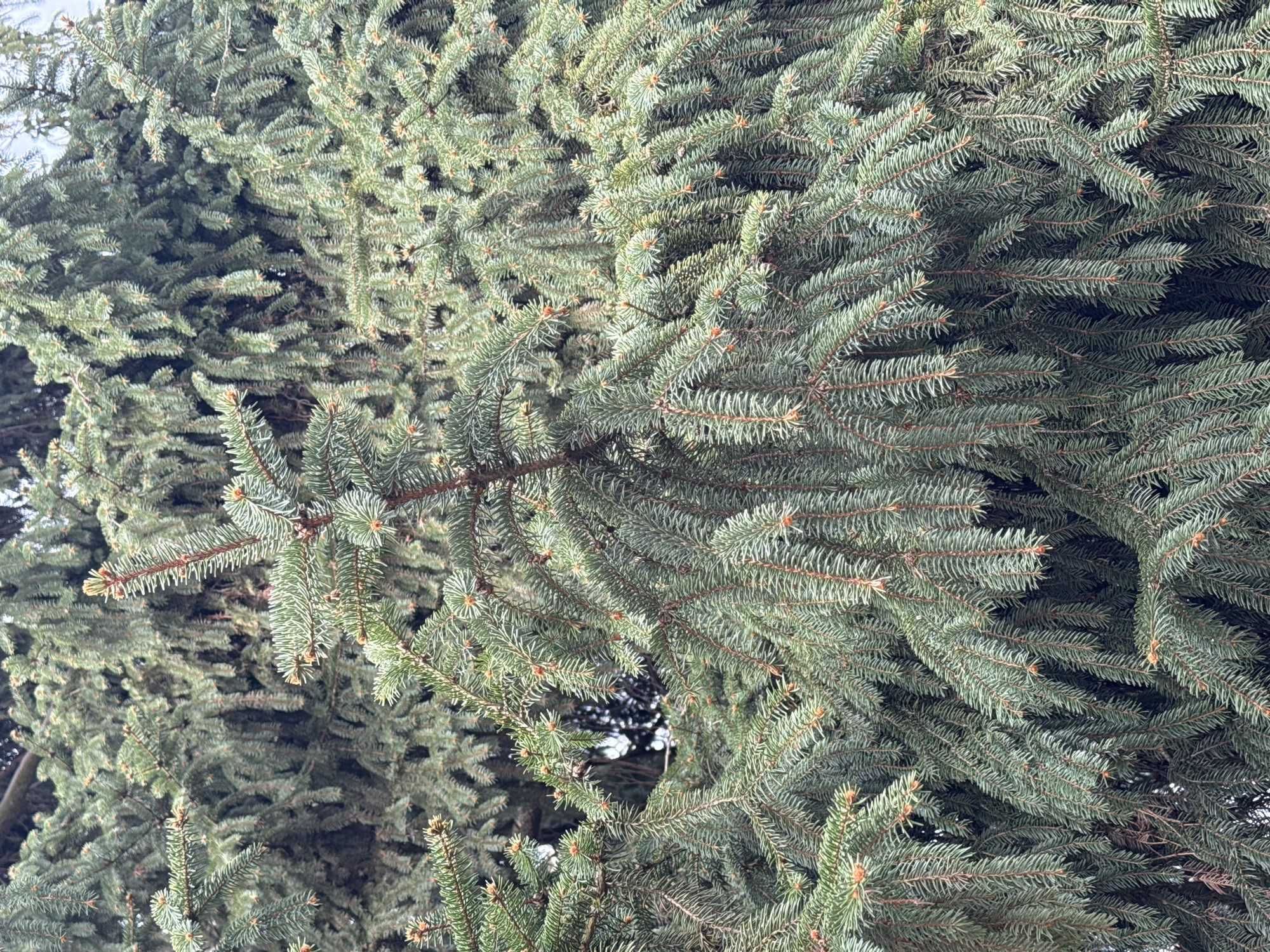 The image shows a close-up of an evergreen tree, specifically a spruce or fir. The needles are dense and blue-green. The location is not discernible from the image, and there is no information to suggest it is in Łódź, Poland, or any other specific location. There are no people visible in the image.