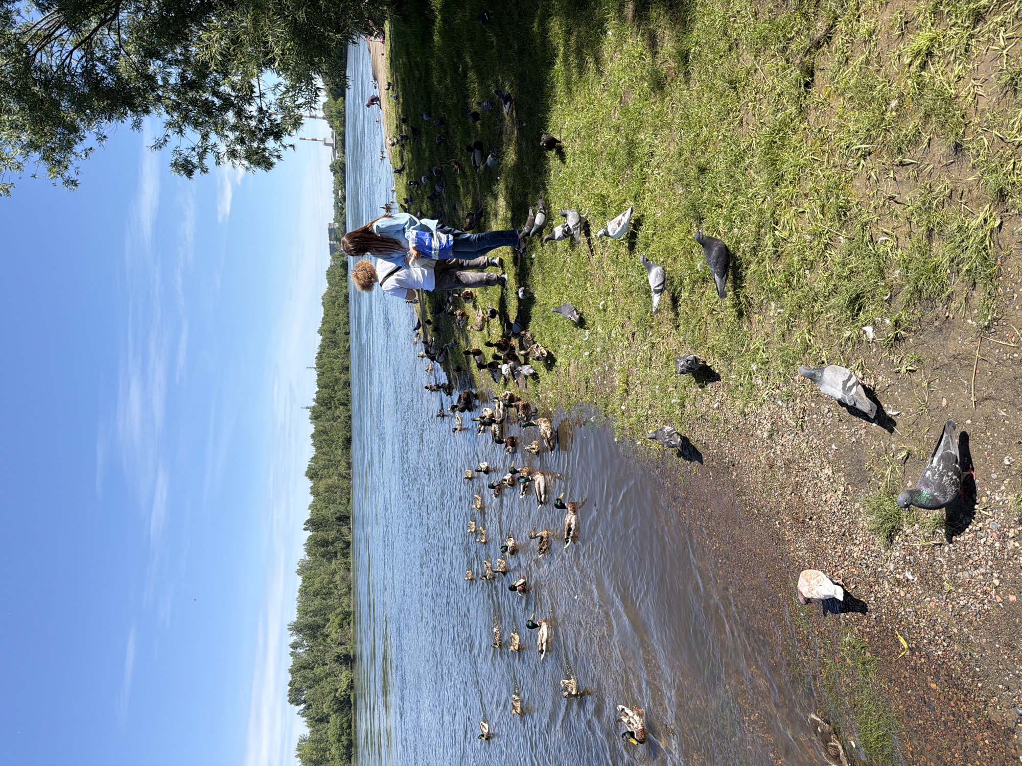 The image depicts a scenic view of the Yenisei River in Krasnoyarsk, Russia, on a clear, sunny day. The river is wide and calm, with a lush green treeline on the opposite bank, suggesting a park or natural area. In the foreground, two individuals, likely a woman and a younger person, stand on the grassy bank, facing the water. The woman, wearing a light blue denim jacket and jeans, holds a white bag, possibly containing food for the birds. The person beside her, dressed in a white shirt and dark pants, also appears to be interacting with the birds.
A large flock of ducks populates the river near the bank, some swimming and others gathered closer to the shore. Pigeons are scattered across the grassy area, with some pecking at the ground. In the distance, beyond the river and across the landscape, several industrial structures, including tall smokestacks with red and white stripes, are visible, indicating the proximity of an urban or industrial zone. The overall atmosphere is peaceful, with people enjoying a day outdoors by the water, interacting with nature.