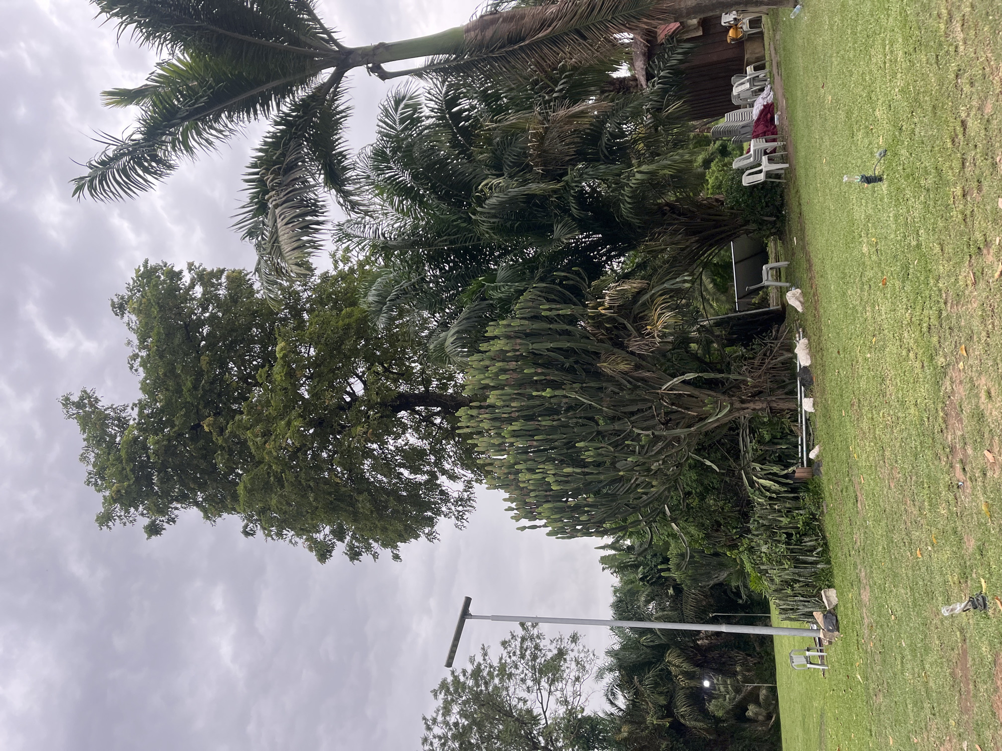 This image depicts an outdoor environment in Galadimawa Village, Nigeria, characterized by a predominantly green landscape under an overcast sky.
The upper portion of the image shows a cloudy sky with varying shades of light gray. Dominating the upper center is a tall, dense-canopied deciduous tree with dark green foliage. To its right, a tall palm tree with a slender, green-hued trunk and large fronds extends into the frame. Other palm trees and various tropical plants with dense green leaves populate the mid-ground and background, creating a lush, verdant backdrop. A prominent multi-stemmed euphorbia cactus-like plant with numerous upright, segmented green stems stands in the mid-ground, slightly left of center, its base surrounded by smaller succulents.
In the left-midground, a tall, white pole supports a solar-powered LED light fixture. Several smaller, temporary ground-level lights, some appearing to be encased in plastic bottles, are visible on the grass in the foreground and midground. The ground consists primarily of a well-maintained green lawn, with patches of exposed reddish-brown soil visible in the foreground. Scattered dry leaves and small debris are present on the grass.
Man-made objects are dispersed throughout the scene. A single white plastic stackable chair is positioned on the grass in the mid-ground near the base of the large euphorbia. To the right, near a small, rustic-looking building with a dark roof and textured walls, a stack of white plastic chairs and several individual chairs are arranged. Nearby, a red and white fabric item and some white bags or plastic sheets are on the ground. Concrete blocks or rocks are also scattered on the lawn in various locations. No individuals or animals are visible, and no active interactions are depicted. The overall scene suggests a prepared or recently used area for gathering, now unoccupied.