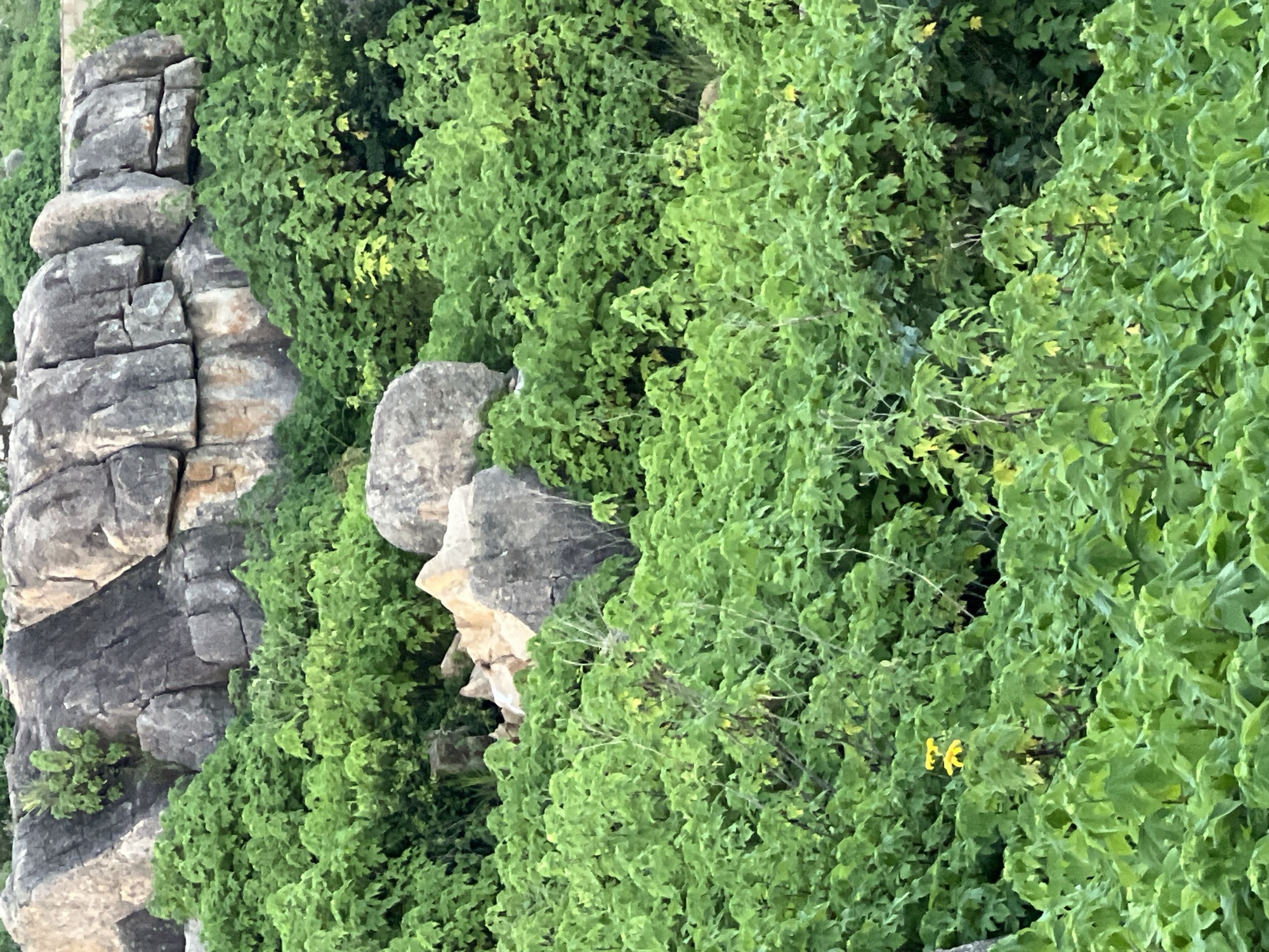 This is a medium-angle, full-shot photograph of a rocky outcrop covered with lush green foliage. The rocks are weathered and appear to be composed of large, unevenly shaped boulders, some of which have visible cracks and striations. The vegetation is dense and vibrant, with leaves of varying shades of green. In the lower middle of the frame, a single cluster of small yellow flowers stands out against the verdant background. The scene appears to be outdoors, likely in a natural or semi-natural setting within the city of Jos, Nigeria, possibly indicating a park, hillside, or undeveloped area. There are no people or animals visible in the image.