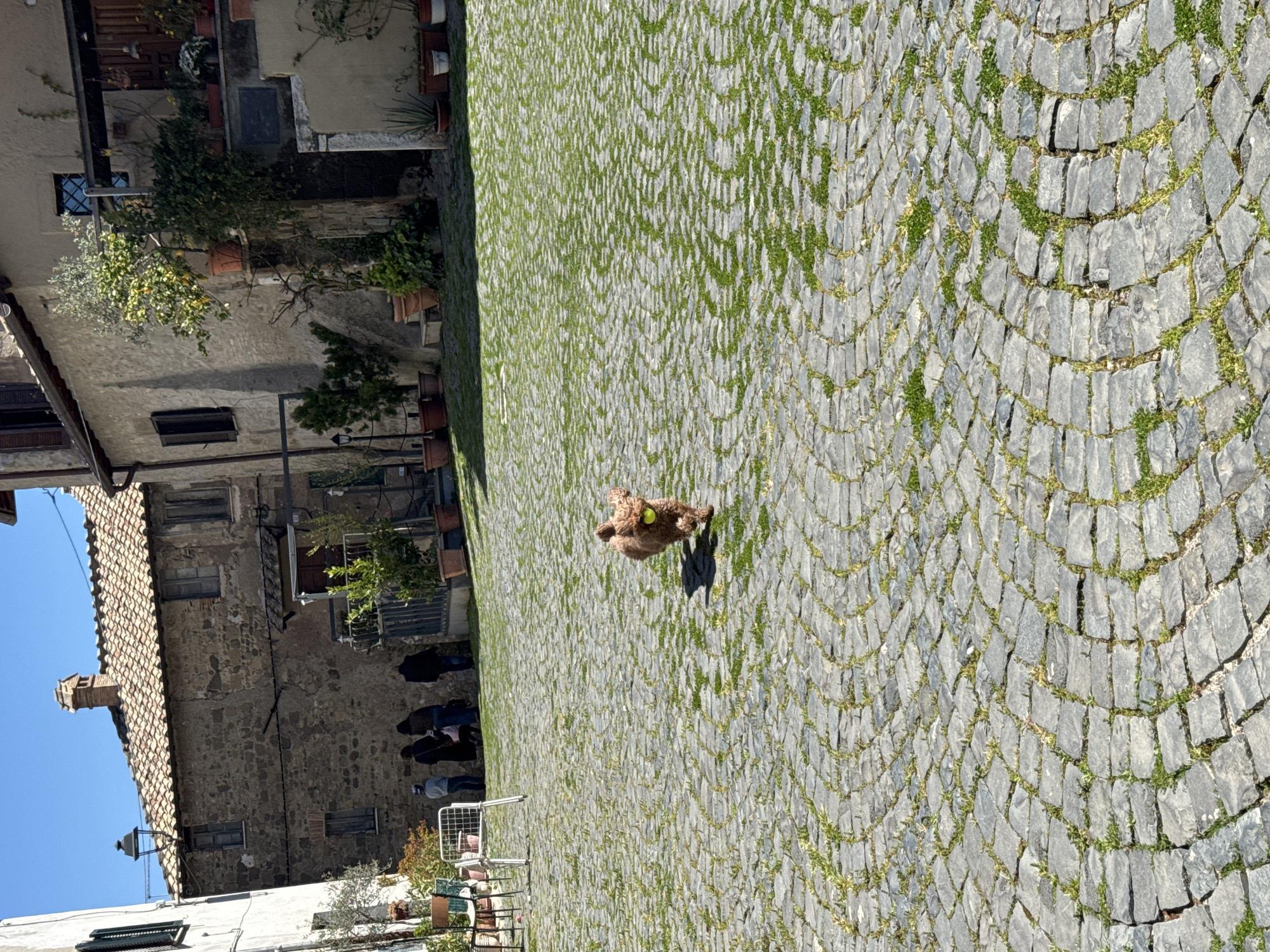 The image depicts a cobblestone square in Castelnuovo di Porto, Italy, with buildings lining the left side of the frame. A brown dog with a yellow tennis ball is centered in the square. Some pedestrians are visible on the left, in front of the buildings. The weather appears sunny and clear.
