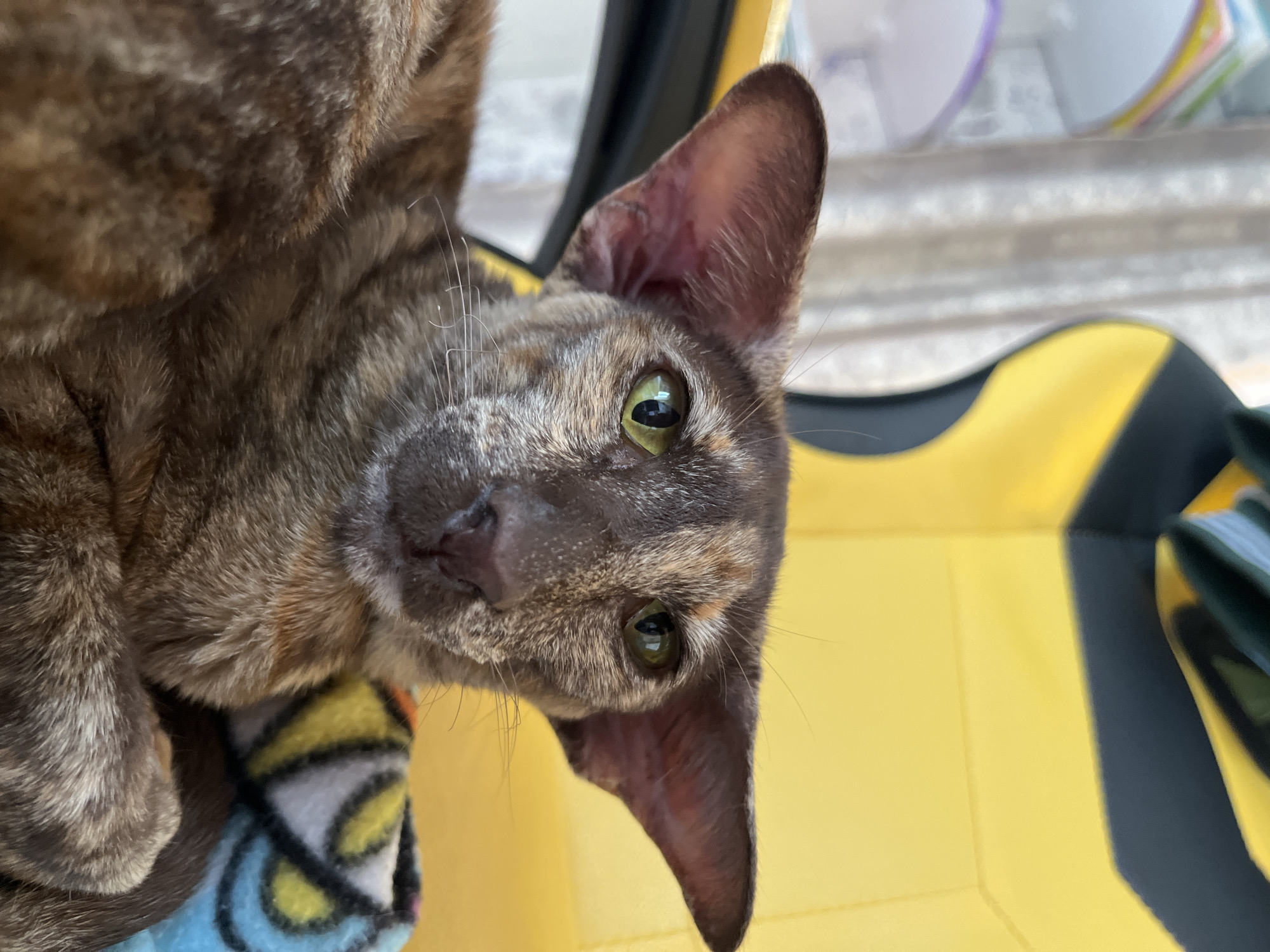 This is a close-up photograph of an Oriental Shorthair cat with large ears and green eyes. The cat has a tortoiseshell coat pattern with brown, black, and orange markings. It is lying down, with its head turned towards the camera. The background is blurred, but appears to be an indoor setting with a yellow chair and a patterned blanket. The cat is looking directly at the camera with an alert expression. There is no indication of the city of Chaikovsky, Russia in the image.