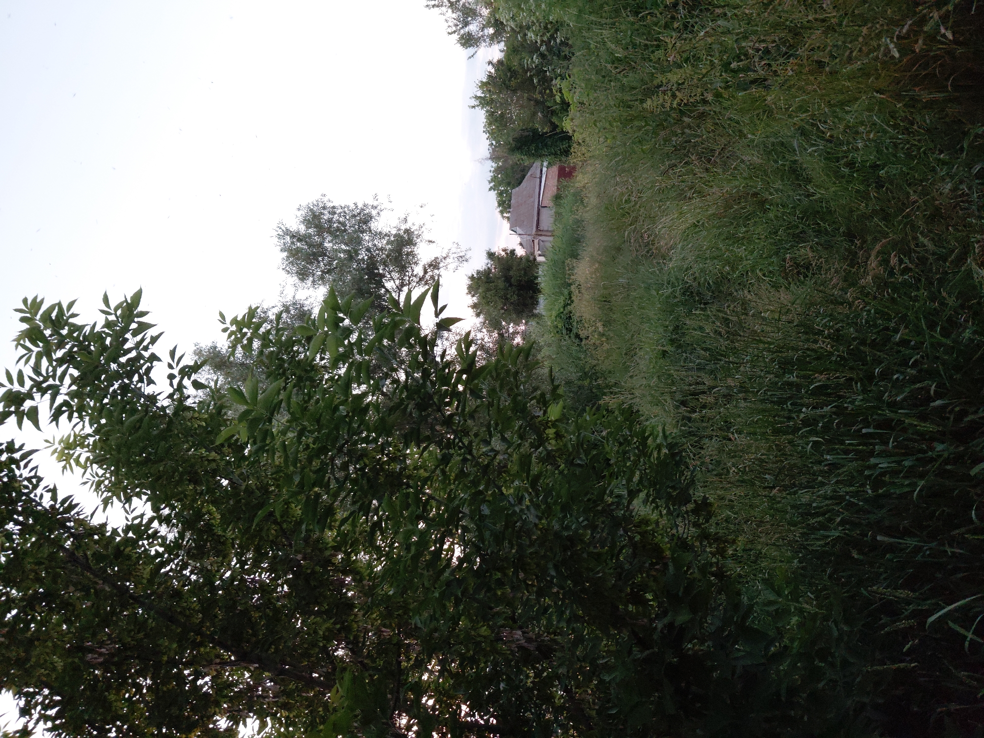 The image depicts a landscape scene with lush green vegetation and a partially visible house. In the foreground, to the left, is a large tree with dense green foliage. The middle ground is dominated by tall, wild grass and other plants, forming an overgrown path or clearing. In the background, a two-story house with a grey roof and visible windows is situated amongst trees. The sky is overcast with a pale, light grey hue. The overall impression is a rural or semi-rural setting, possibly a backyard or a field adjacent to a dwelling. The location is identified as Ustyvytsia, Ukraine.
