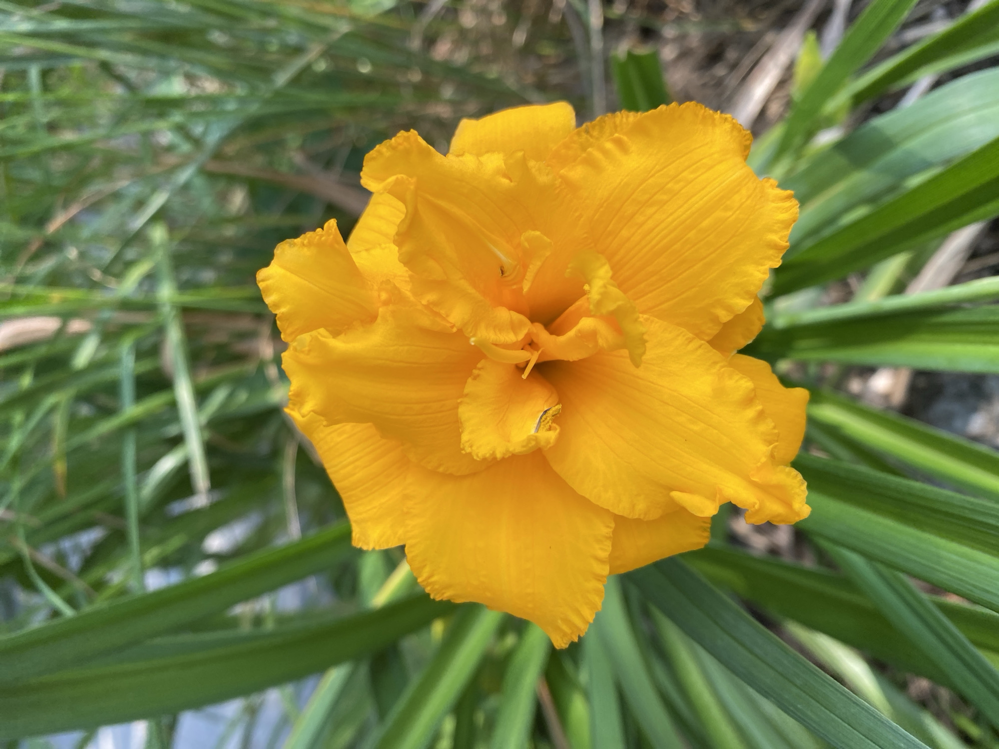 A close-up, high-angle shot focuses on a bright yellow, double-petaled flower with ruffled edges. The flower is centered in the frame, with its petals fanning out. Behind the flower, the background consists of blurred green foliage and some brown, dry ground. The lighting is bright, suggesting daylight. No people or animals are visible in the image. The scene depicts a flower in a garden setting. The image was taken in Montreal, Canada.