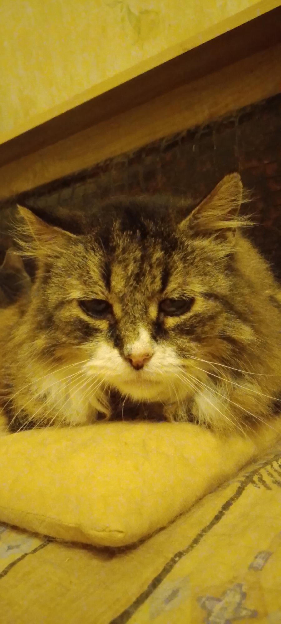 A medium shot captures a fluffy, brown and white tabby cat lying down on a yellow cushion. The cat's fur is long and appears soft, with distinct tabby markings on its face and body. Its eyes are dark and appear somewhat narrowed, giving it a slightly sleepy or unimpressed expression. The cat's ears are perked up, and its whiskers are long and white. The cushion is textured and appears to be made of a fabric material. Behind the cat, there is a dark, out-of-focus background, possibly a wall or furniture. The lighting in the image is warm, casting a yellowish hue over the scene. There is no indication of the city of Belgorod, Russia, or any specific environmental details that would place it there.