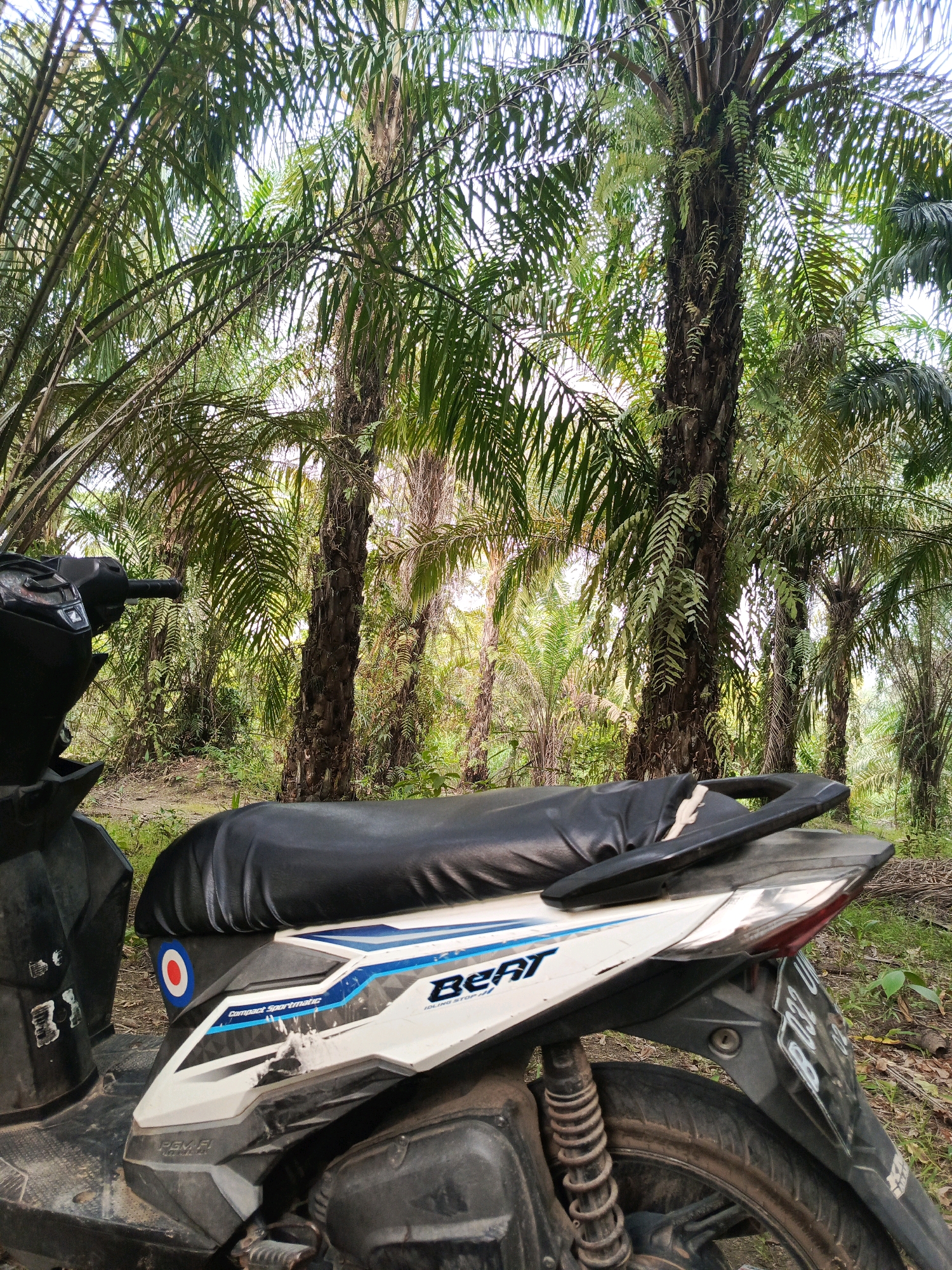 A motorcycle is parked in a palm oil plantation in Megang Sakti I, Indonesia. The motorcycle is white with blue and black accents and has the word "Beat" printed on its side. It is covered with a black seat cover. The plantation features tall palm trees with green fronds. The ground is covered in dirt and dry leaves.