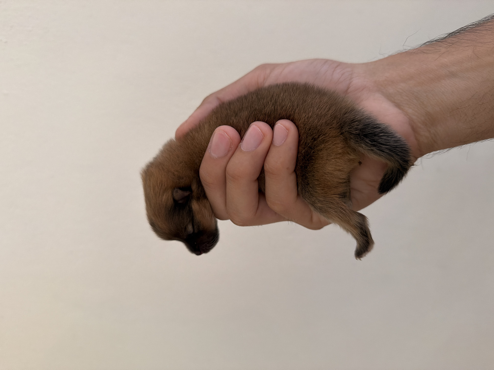A small, brown puppy with a black tail is cradled in a person's hand against a plain, light-colored background. The puppy appears to be sleeping. No information is provided in the image to confirm that the image was taken in Cuautla, Mexico.