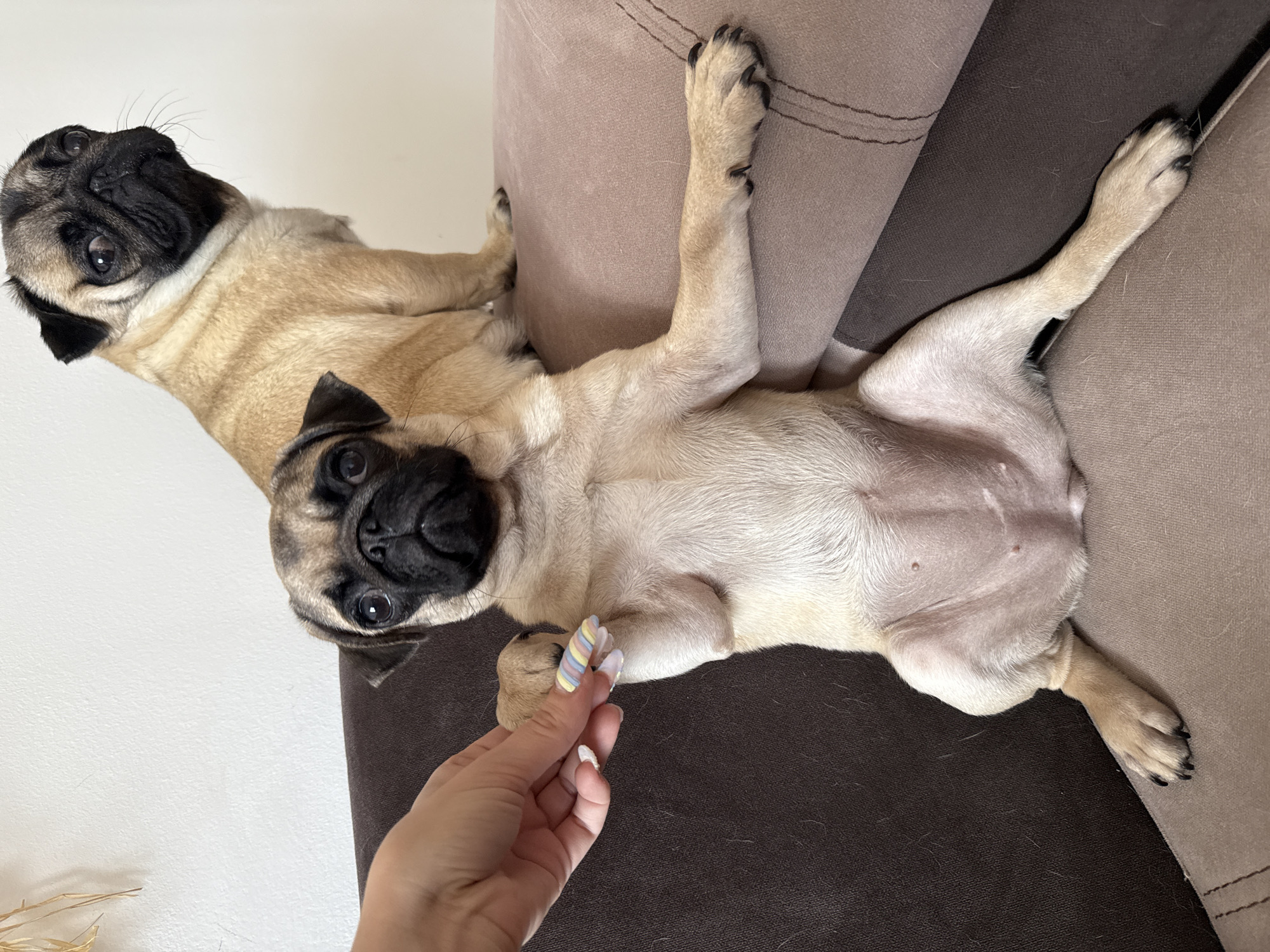 The image shows two pug puppies on a couch. One puppy is lying on its back, facing the camera, with its legs extended. The other puppy is in the background, facing away from the camera. A person's hand, with colorful striped nail polish, is reaching out to touch one of the puppies' paws. The puppies appear to be light brown with black markings on their faces. They are lying on a couch with a textured fabric, in shades of brown and beige. The lighting suggests it is daytime, possibly indoors. The overall mood is relaxed and playful, with the puppies seeming comfortable and engaged with the person's hand.
